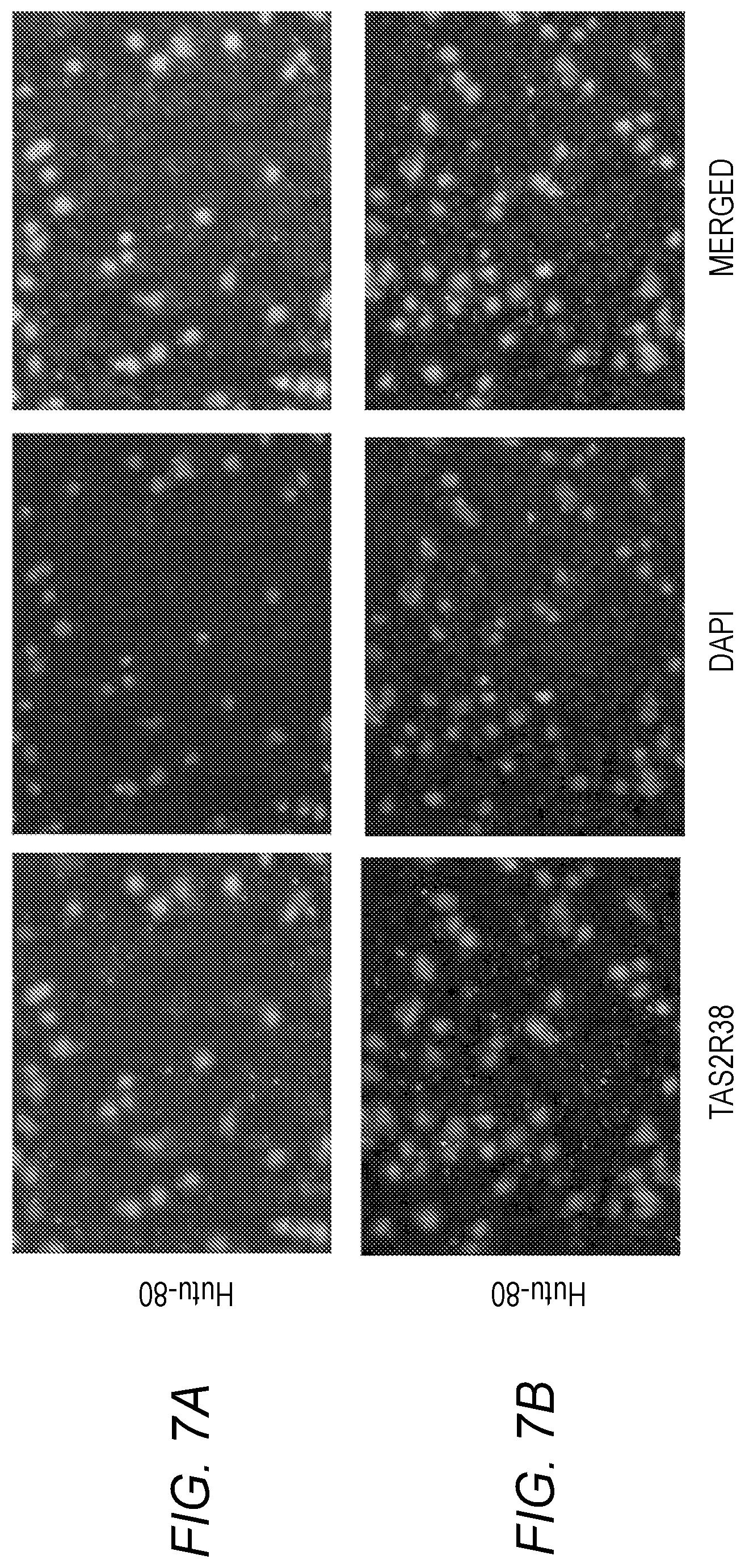 Patent US12551526 Figure 6 – Enterically delivered bitter oligopeptides for the treatment for type 2 diabetes