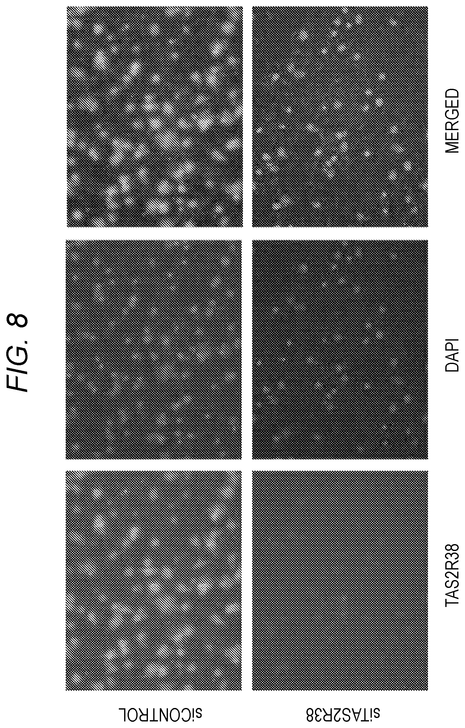 Patent US12551526 Figure 7 – Enterically delivered bitter oligopeptides for the treatment for type 2 diabetes