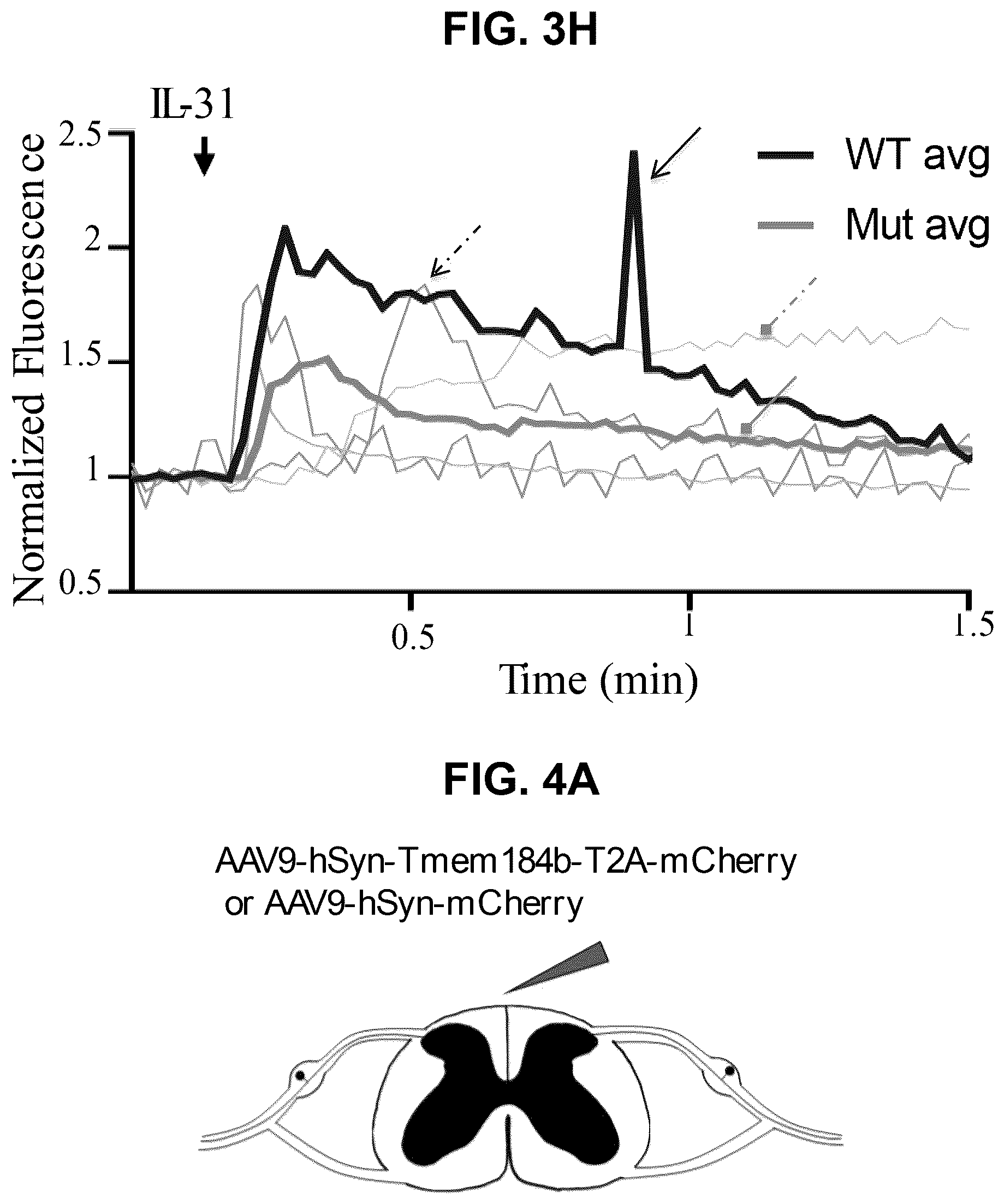 Patent US12551528 Figure 5 – Compounds and methods for treating or reducing pruritus