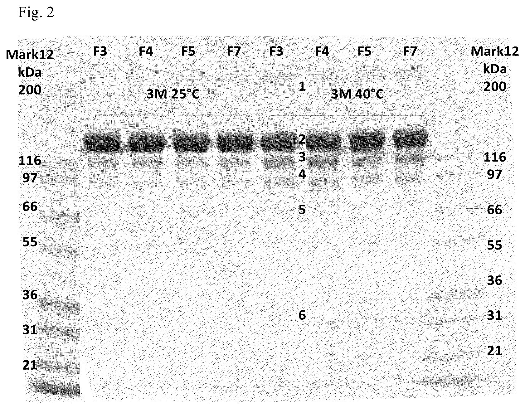 Patent US12551529 Figure 5 – Liquid formulation of a VEGF antagonist