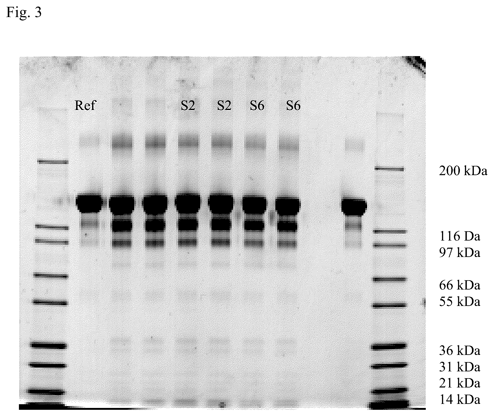 Patent US12551529 Figure 6 – Liquid formulation of a VEGF antagonist