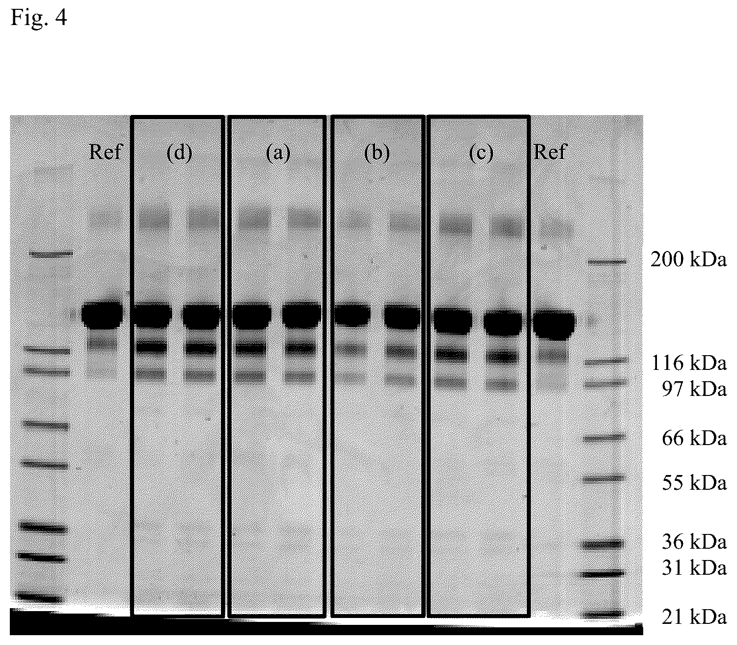 Patent US12551529 Figure 7 – Liquid formulation of a VEGF antagonist
