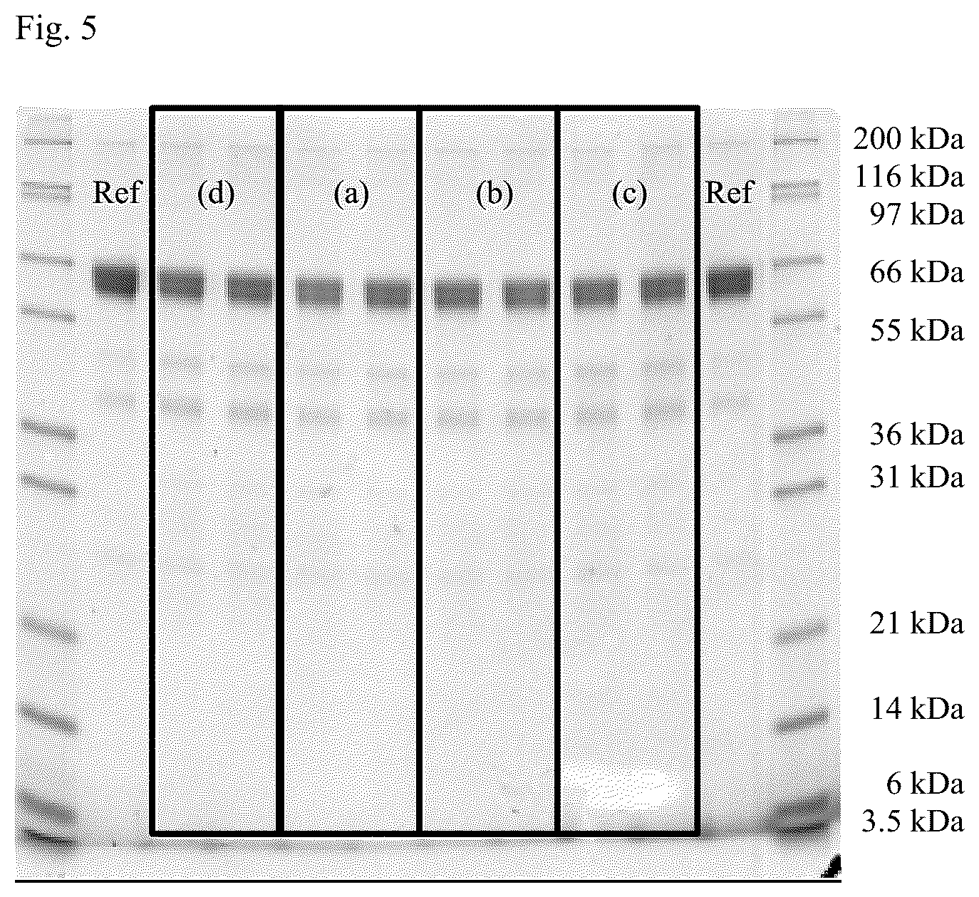 Patent US12551529 Figure 8 – Liquid formulation of a VEGF antagonist