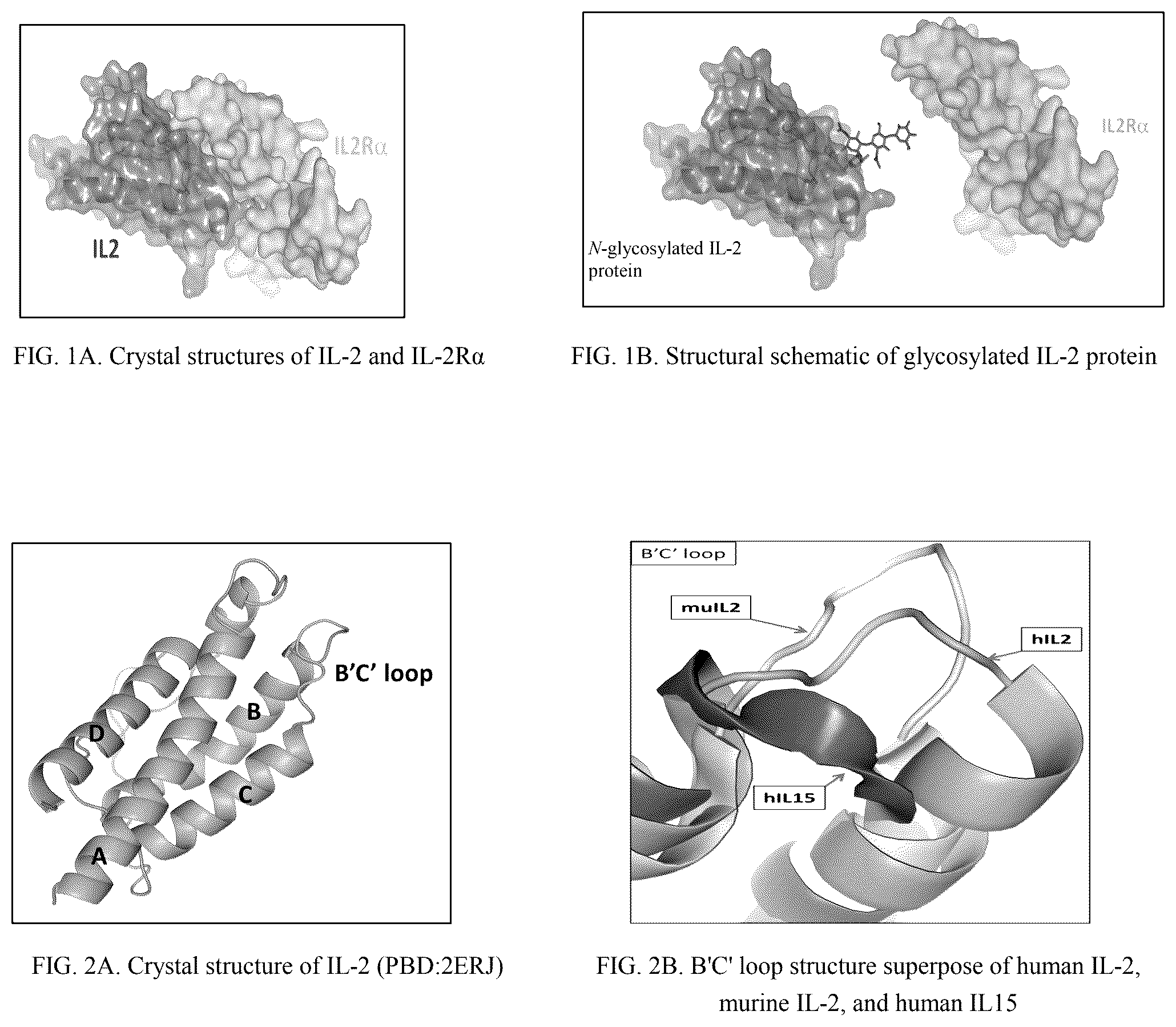 Patent US12551531 Figure 1 – Interleukin-2 and use thereof