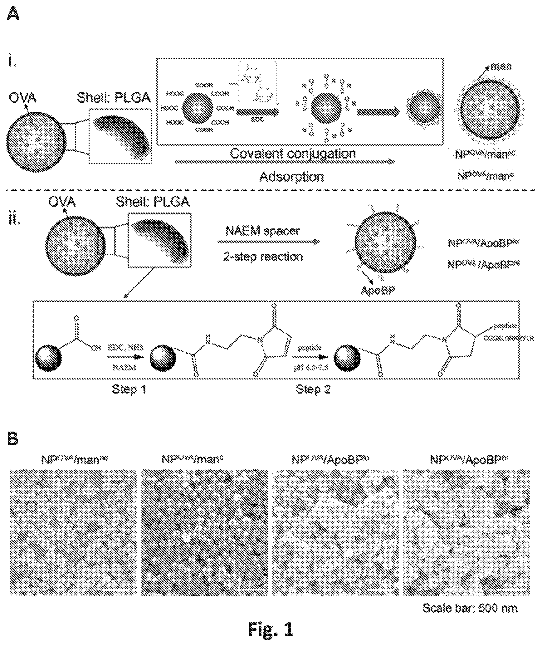 Patent US12551542 — Polymeric nanoparticles that target liver sinusoidal endothelial cells to induce antigen-specific immune tolerance — Figure 1