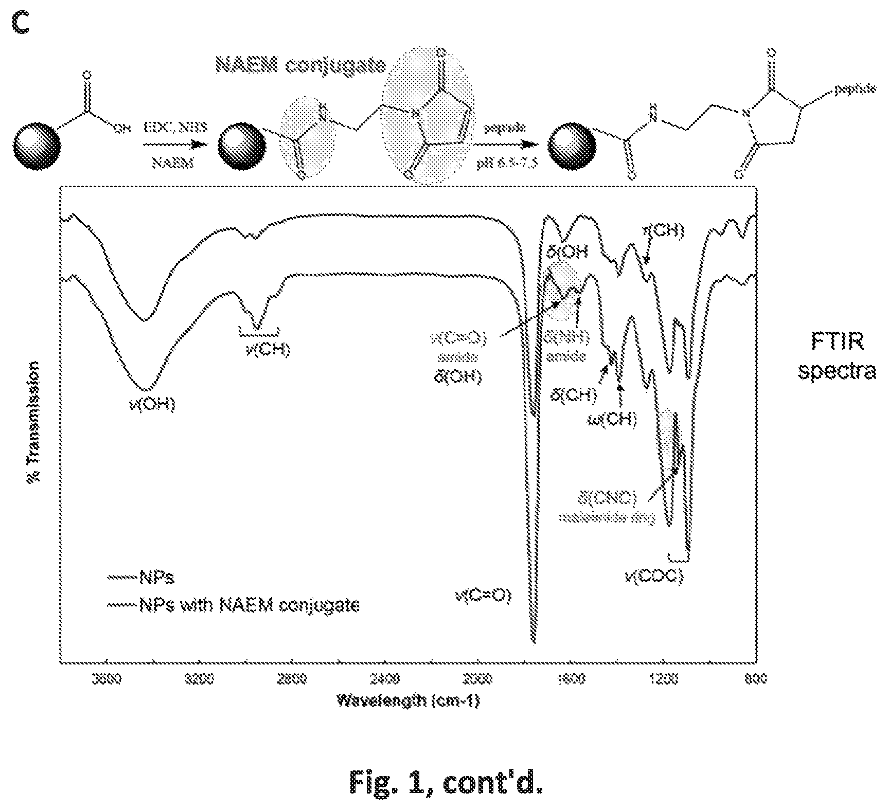 Patent US12551542 Figure 2 – Polymeric nanoparticles that target liver sinusoidal endothelial cells to induce antigen-specific immune tolerance