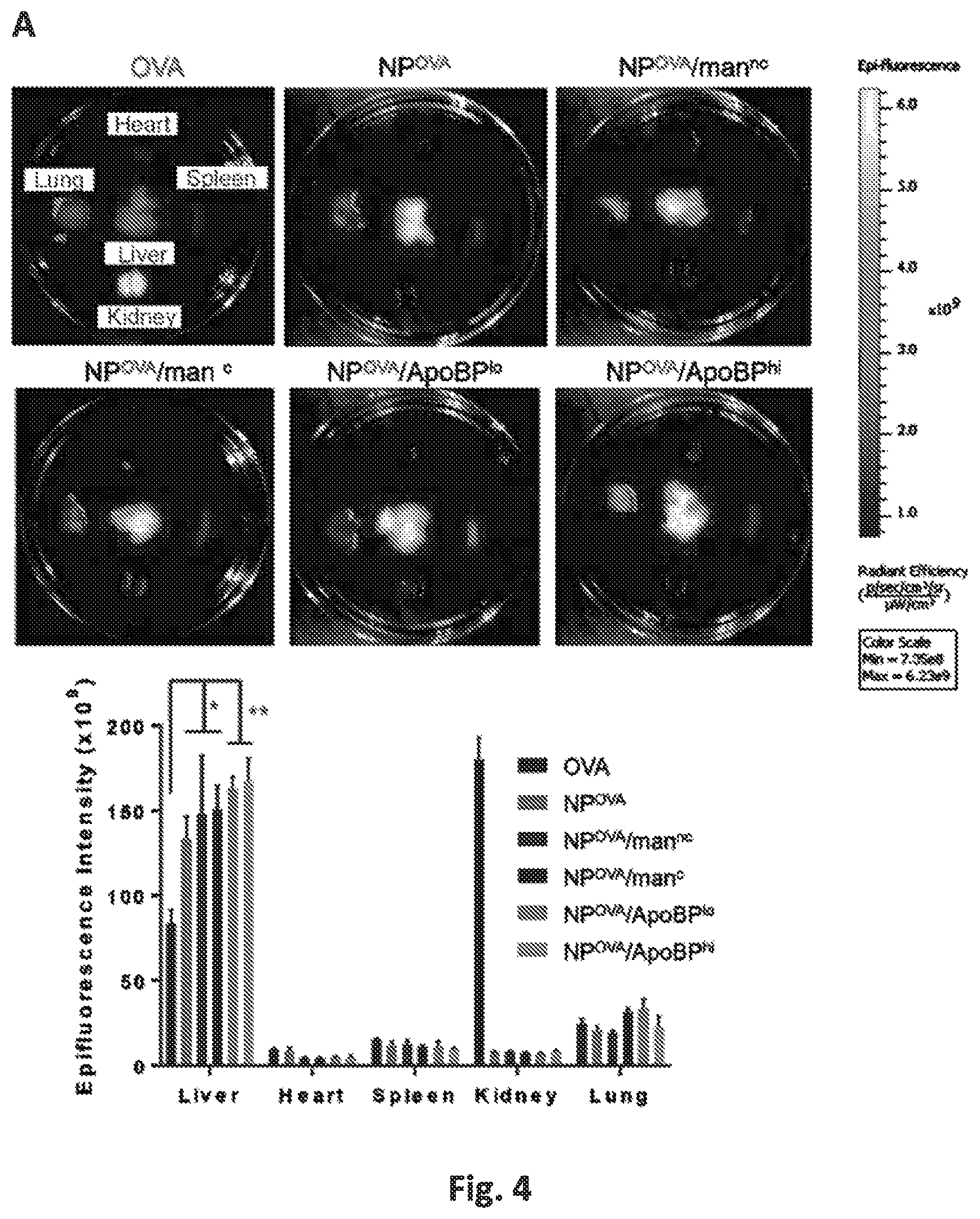 Patent US12551542 Figure 7 – Polymeric nanoparticles that target liver sinusoidal endothelial cells to induce antigen-specific immune tolerance