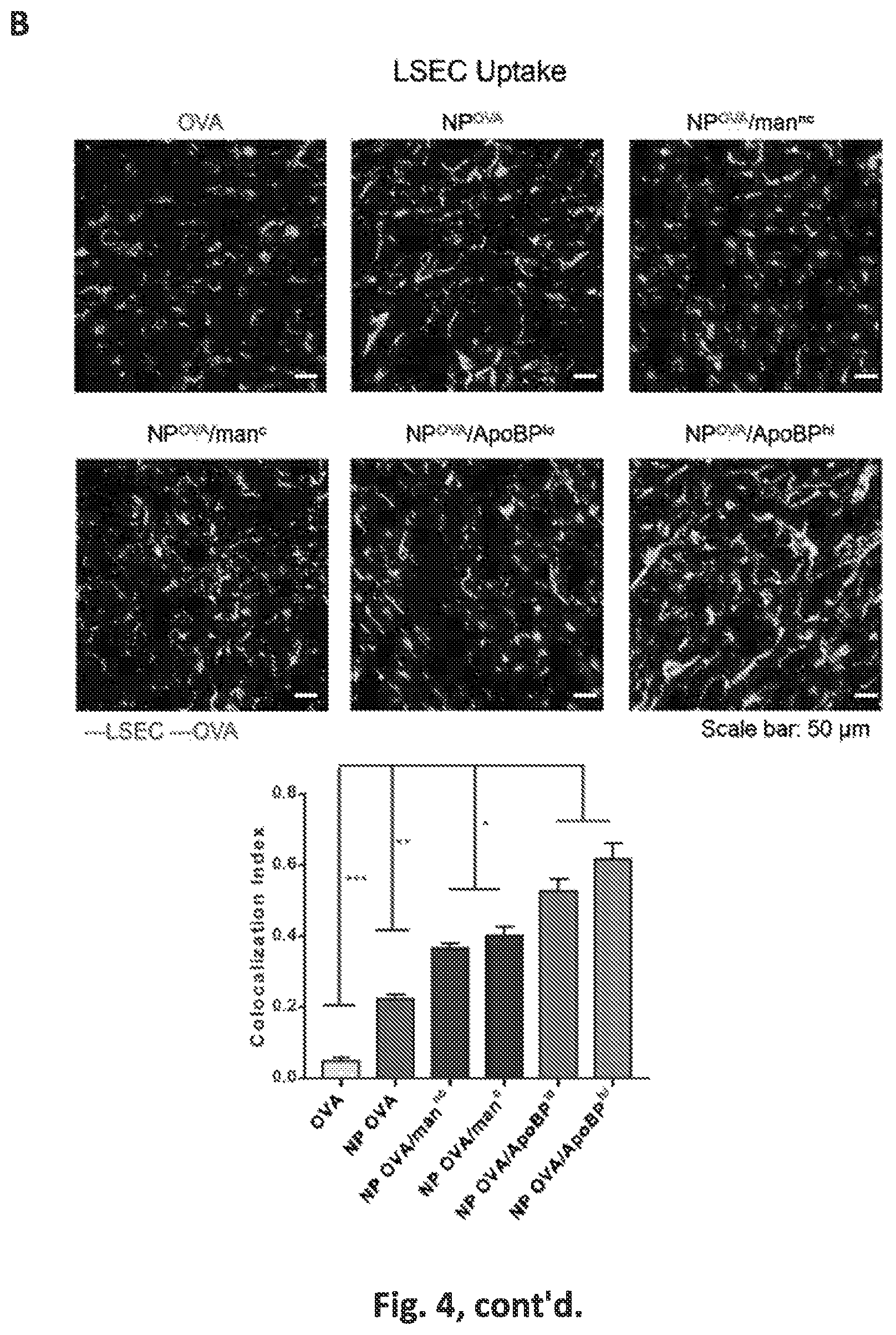 Patent US12551542 Figure 8 – Polymeric nanoparticles that target liver sinusoidal endothelial cells to induce antigen-specific immune tolerance
