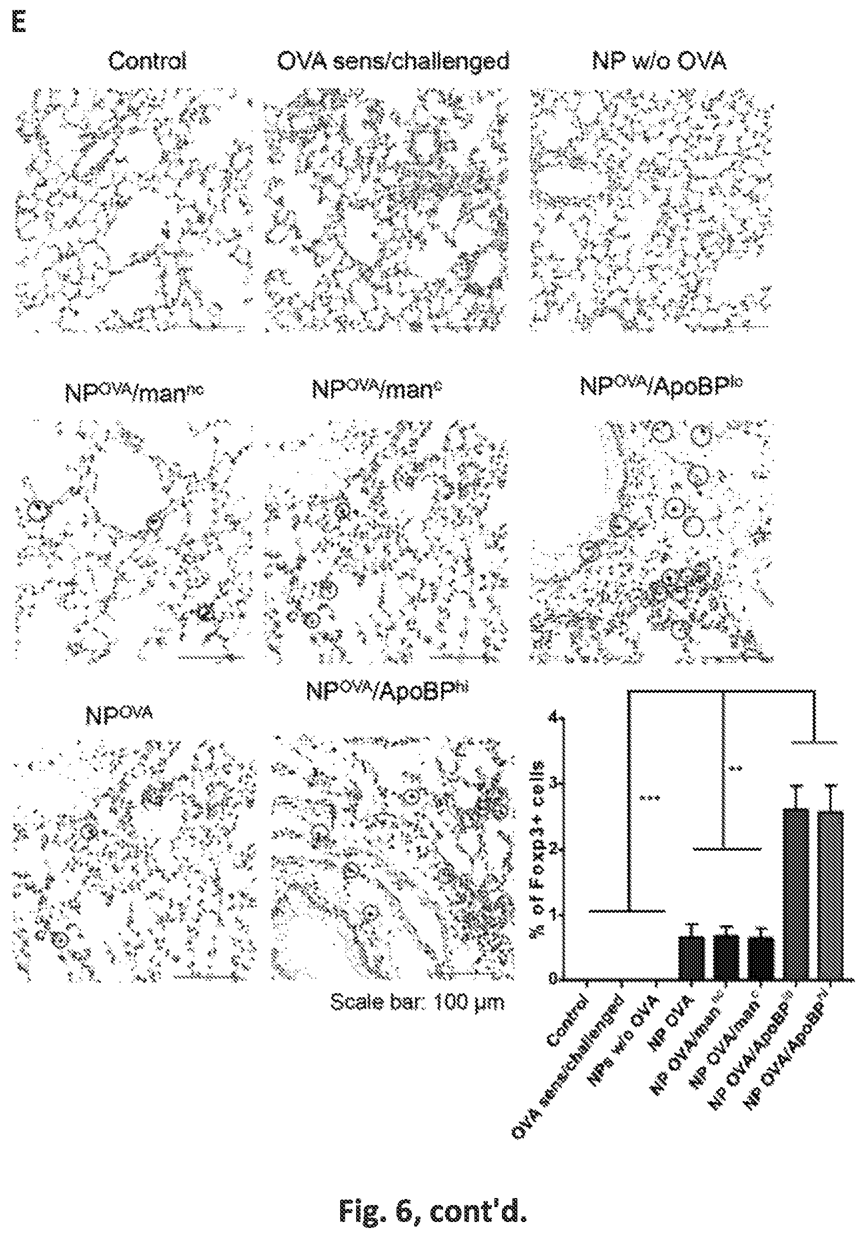 Patent US12551542 Figure 15 – Polymeric nanoparticles that target liver sinusoidal endothelial cells to induce antigen-specific immune tolerance
