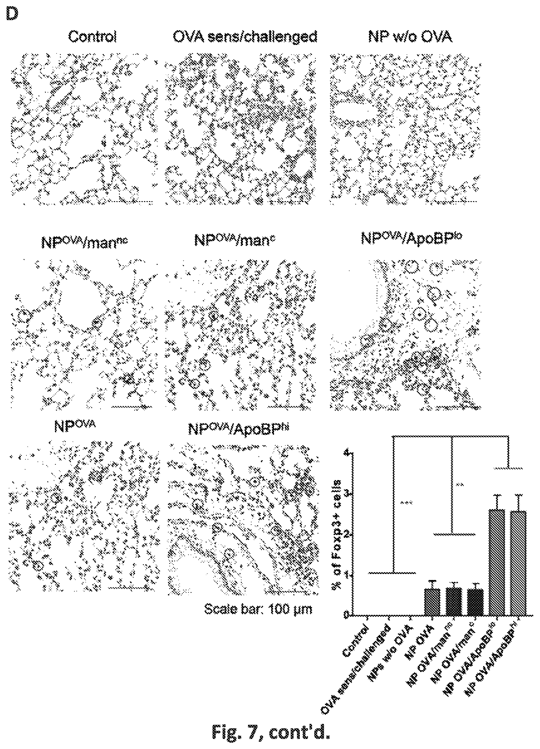 Patent US12551542 Figure 19 – Polymeric nanoparticles that target liver sinusoidal endothelial cells to induce antigen-specific immune tolerance