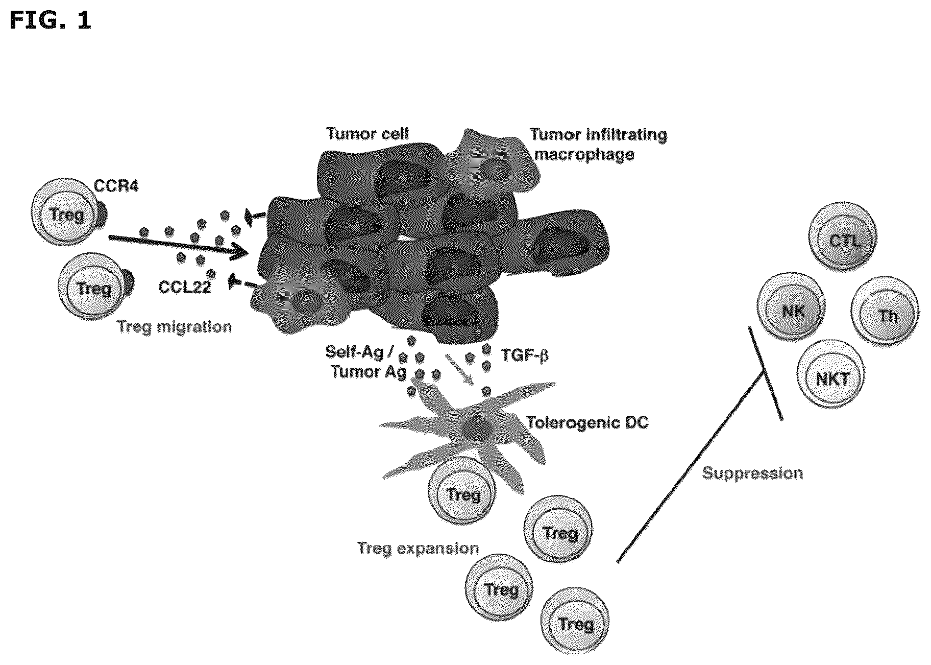 Patent US12551543 Figure 1 – Vaccine compositions comprising C—C motif chemokine 22 (CCL22) or fragments thereof