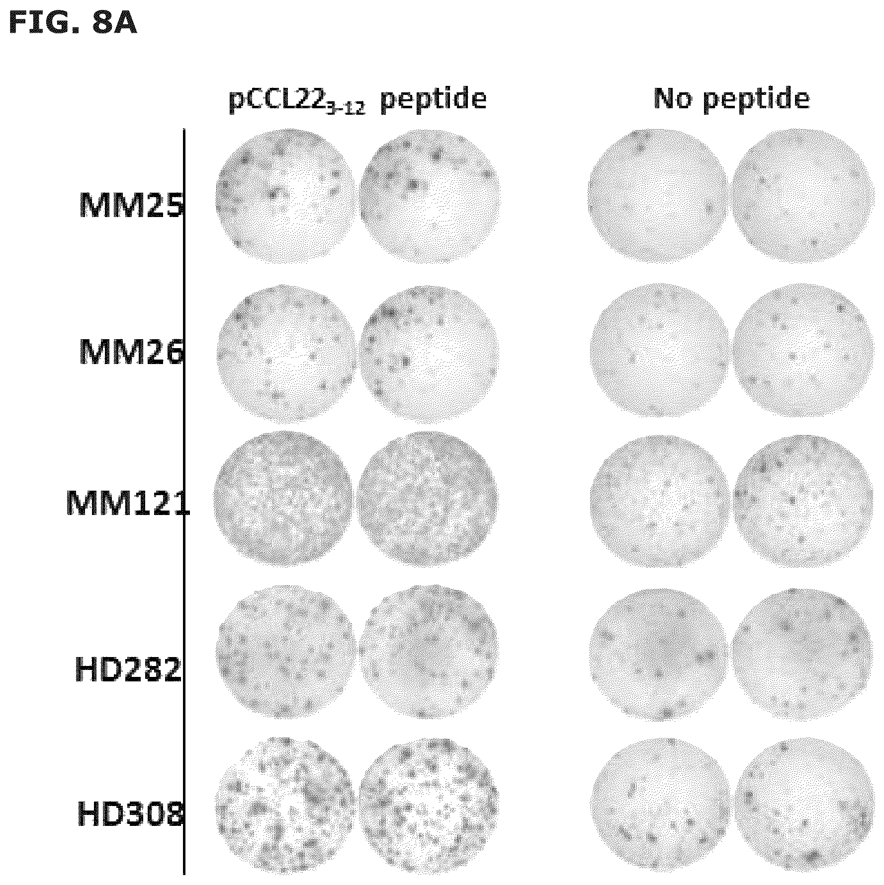 Patent US12551543 Figure 20 – Vaccine compositions comprising C—C motif chemokine 22 (CCL22) or fragments thereof