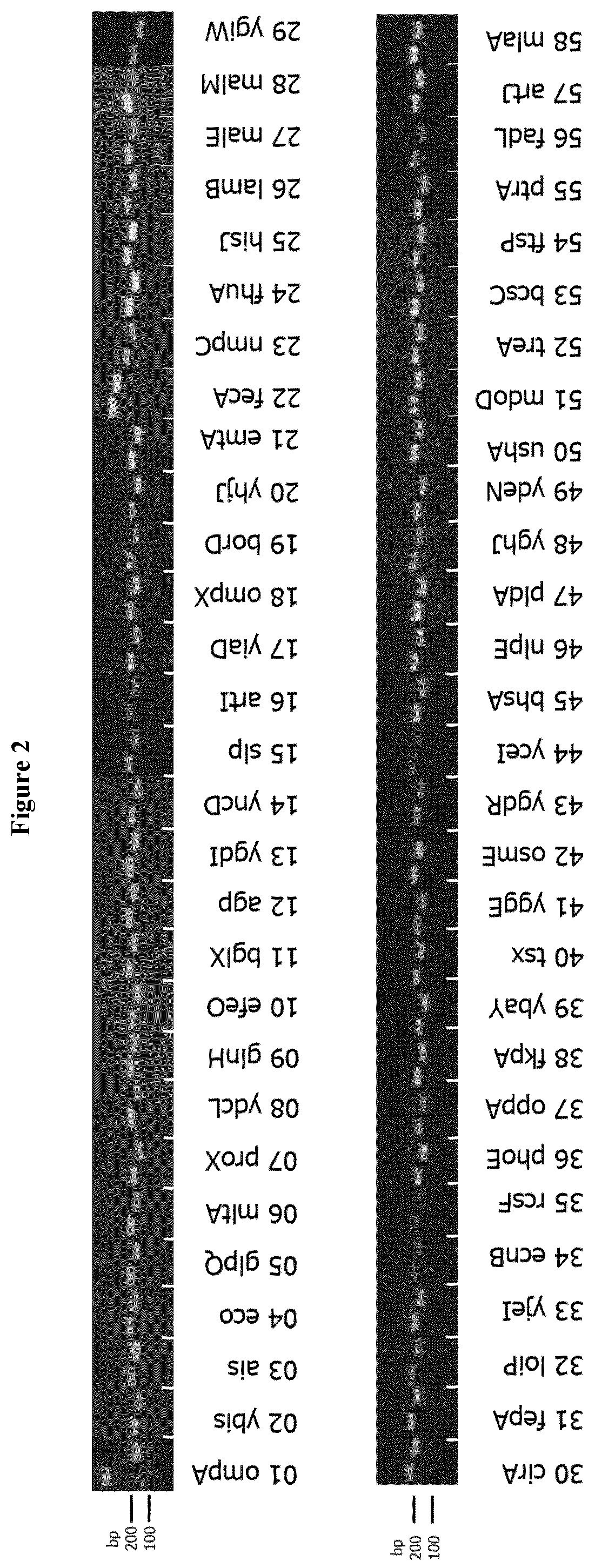 Patent US12551544 Figure 2 – Method for the production of outer membrane vesicles and immunogenic compositions thereof