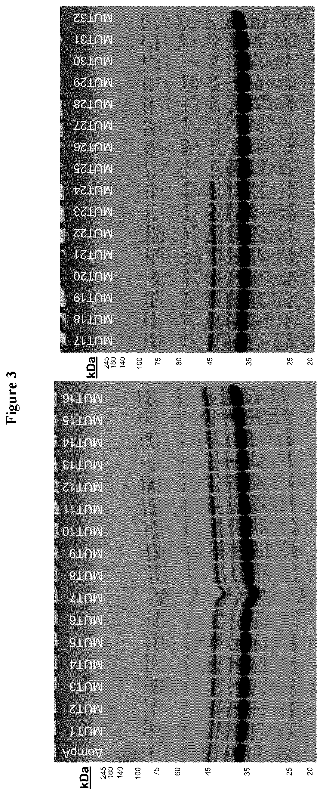 Patent US12551544 Figure 3 – Method for the production of outer membrane vesicles and immunogenic compositions thereof