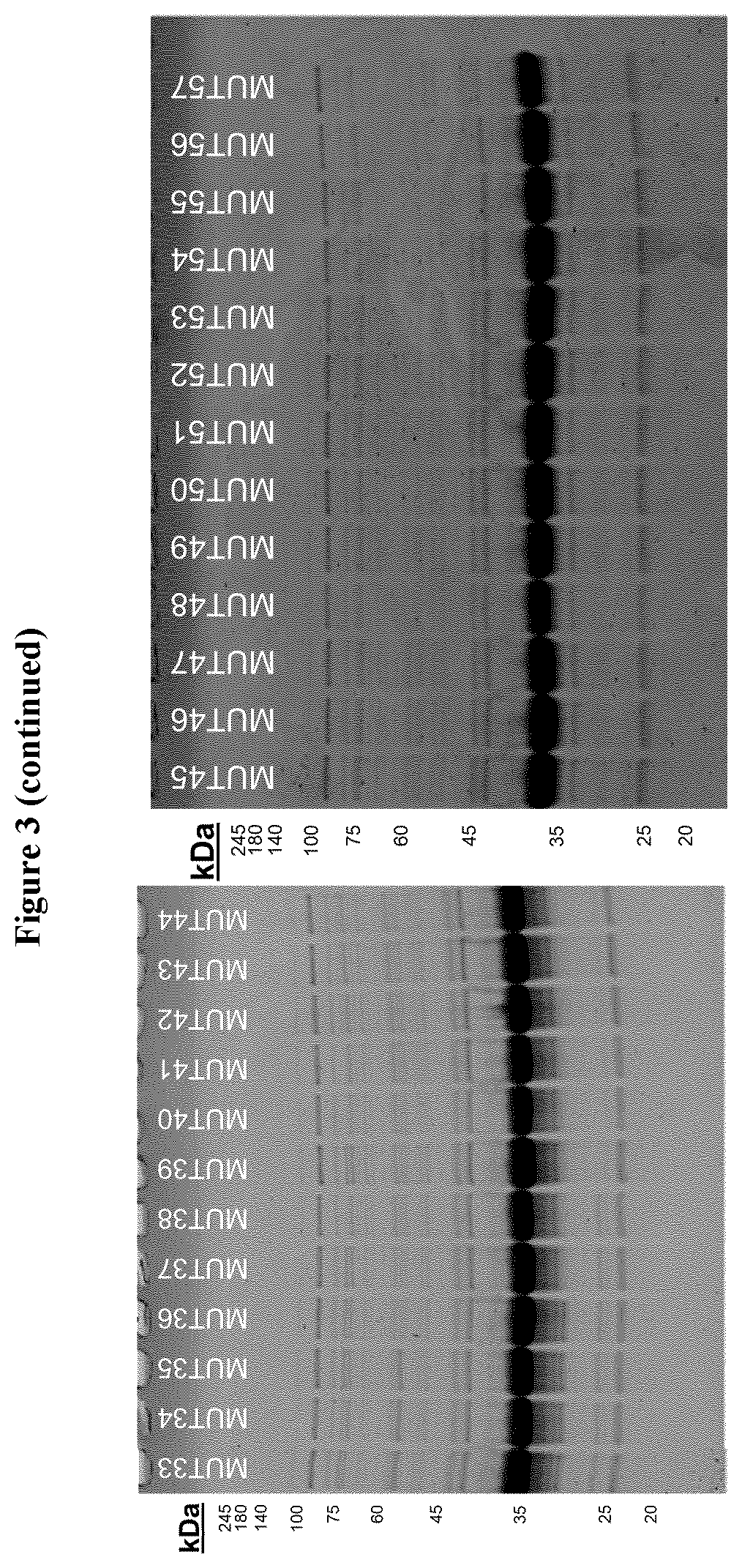 Patent US12551544 Figure 4 – Method for the production of outer membrane vesicles and immunogenic compositions thereof