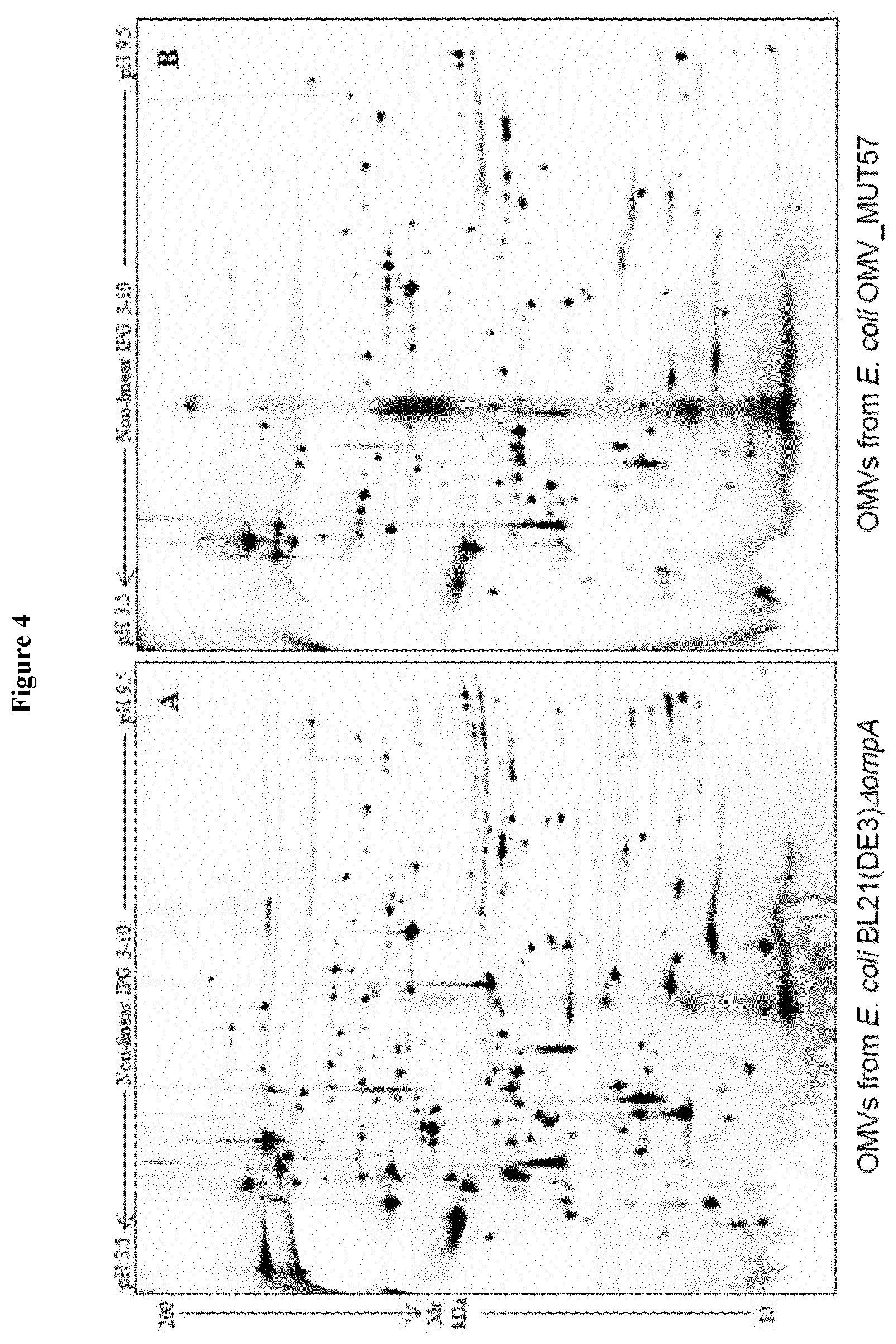 Patent US12551544 Figure 5 – Method for the production of outer membrane vesicles and immunogenic compositions thereof