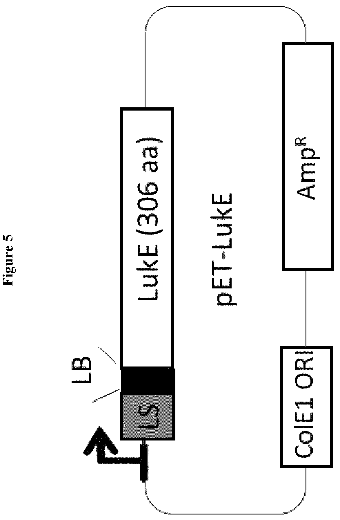 Patent US12551544 Figure 6 – Method for the production of outer membrane vesicles and immunogenic compositions thereof