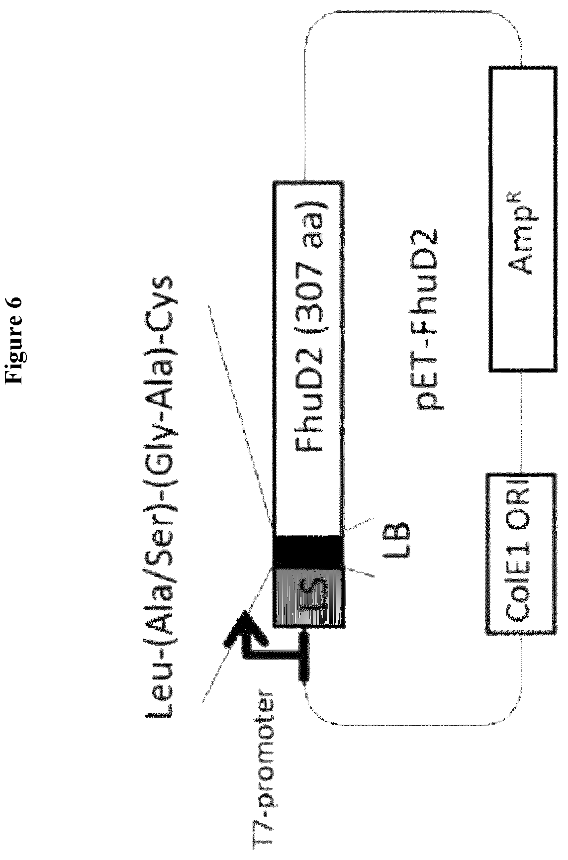 Patent US12551544 Figure 7 – Method for the production of outer membrane vesicles and immunogenic compositions thereof