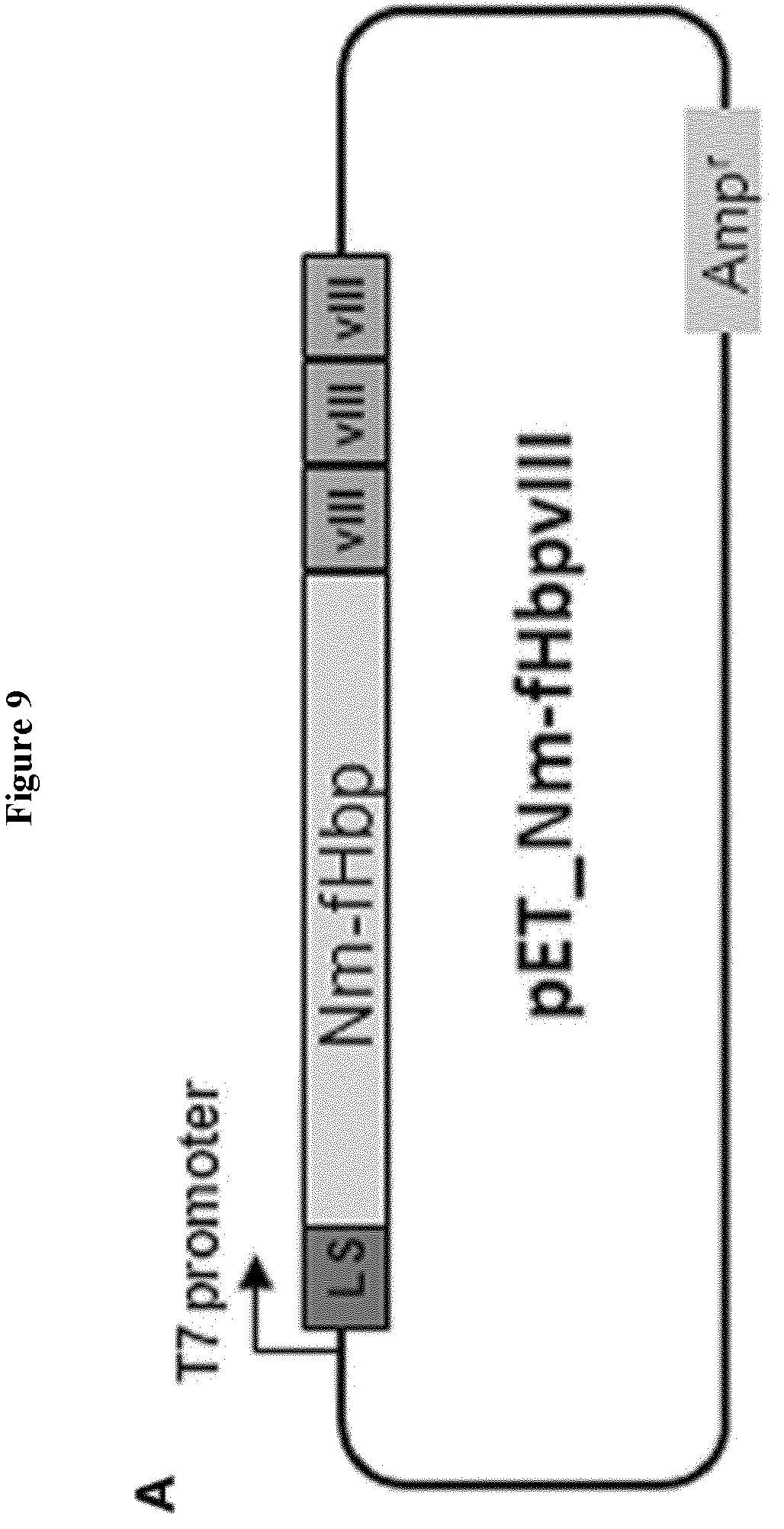 Patent US12551544 Figure 10 – Method for the production of outer membrane vesicles and immunogenic compositions thereof