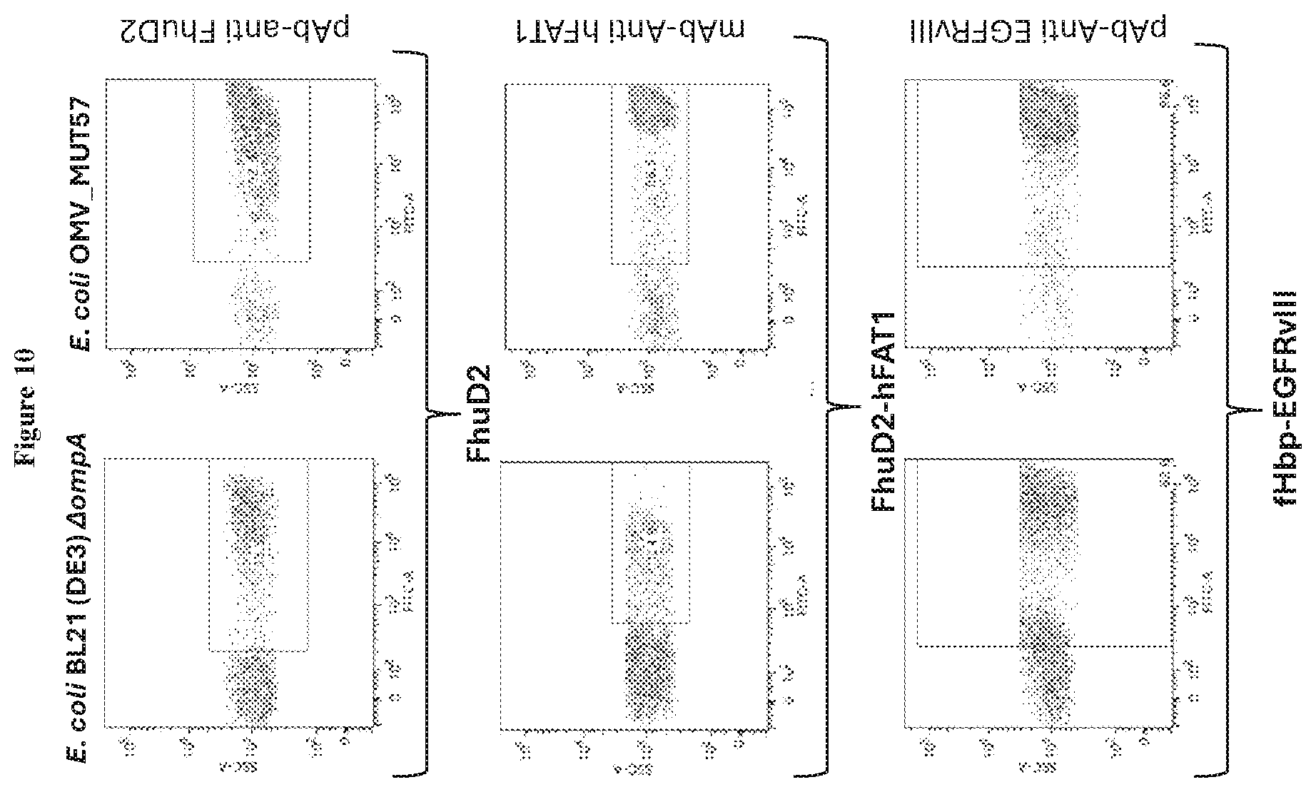 Patent US12551544 Figure 11 – Method for the production of outer membrane vesicles and immunogenic compositions thereof
