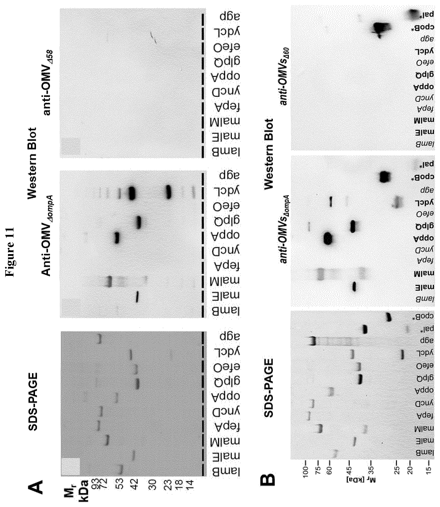 Patent US12551544 Figure 12 – Method for the production of outer membrane vesicles and immunogenic compositions thereof