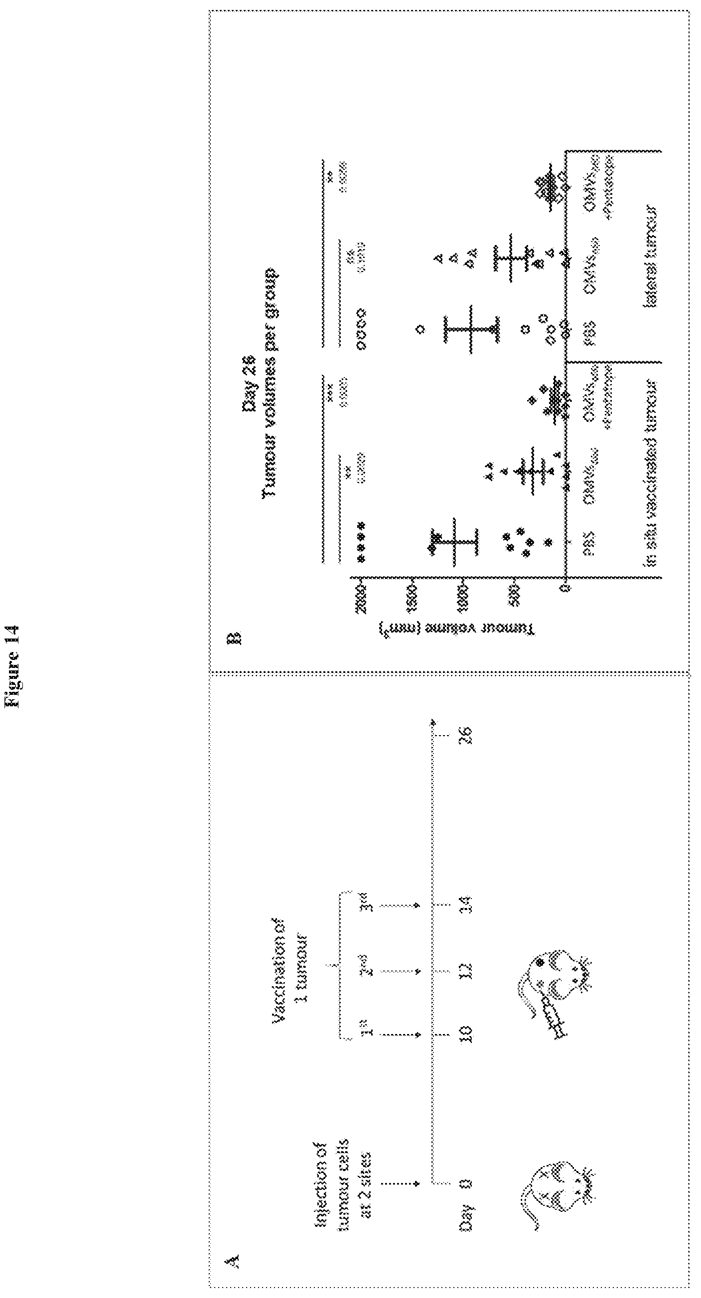 Patent US12551544 Figure 15 – Method for the production of outer membrane vesicles and immunogenic compositions thereof