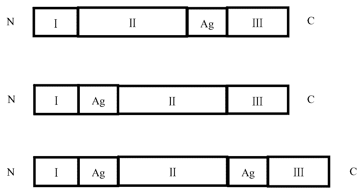 Patent US12551545 — African swine fever virus chimeric protein, vaccine composition, preparation method and use thereof — Figure 1