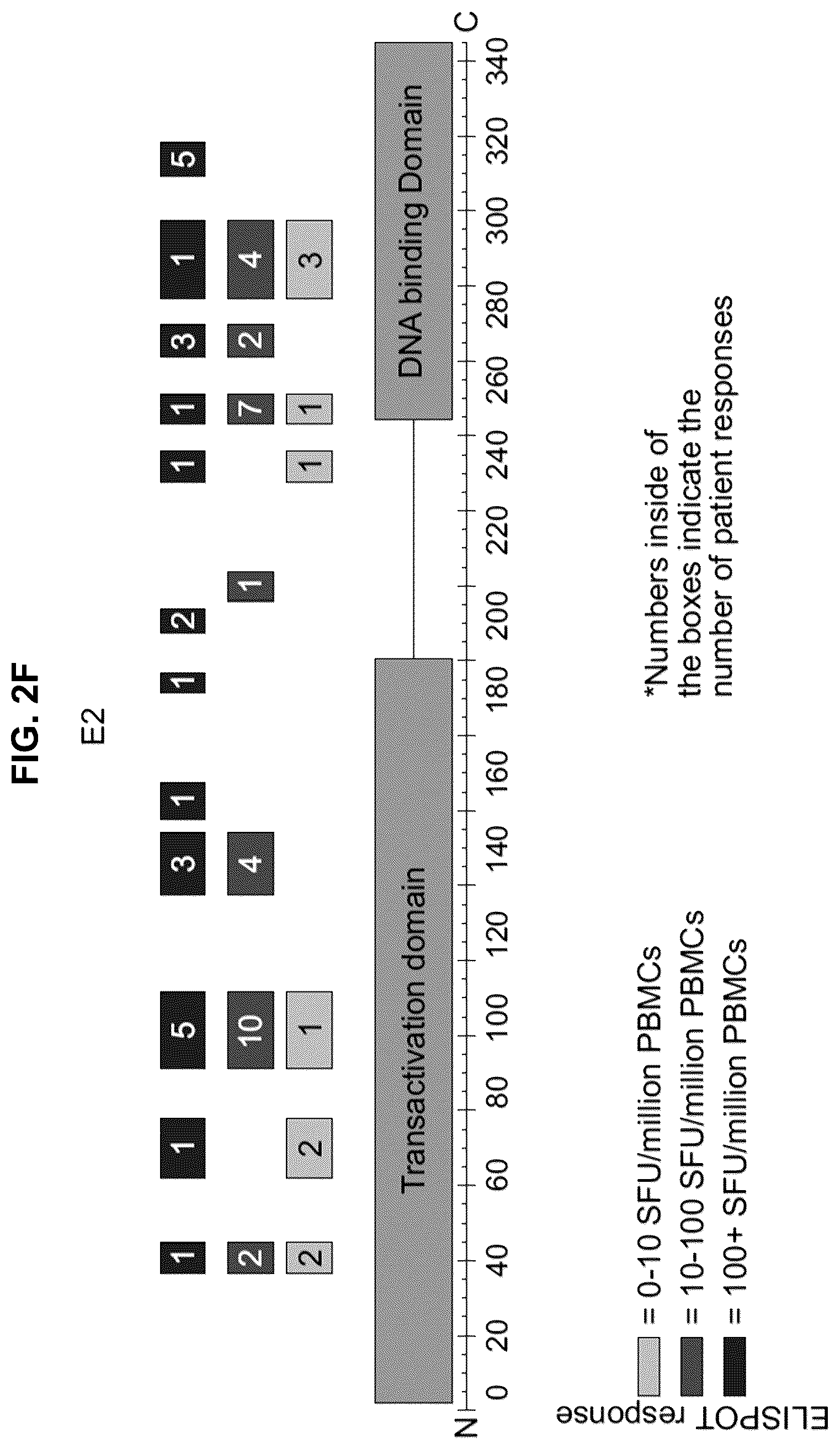 Patent US12551546 Figure 12 – Materials and methods relating to immunogenic epitopes from human papilloma virus