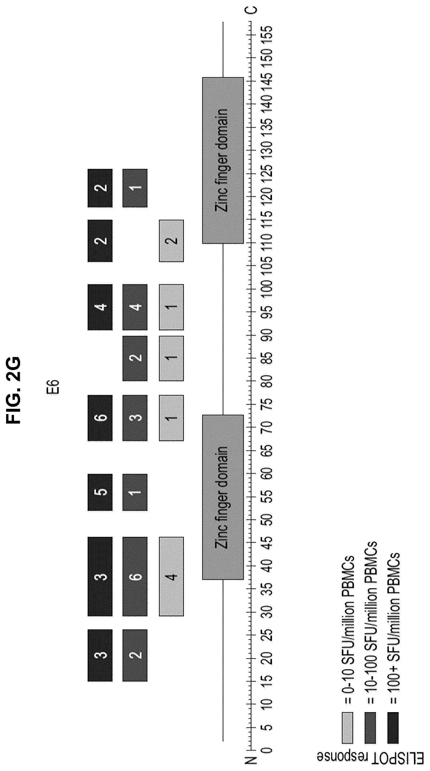 Patent US12551546 Figure 13 – Materials and methods relating to immunogenic epitopes from human papilloma virus