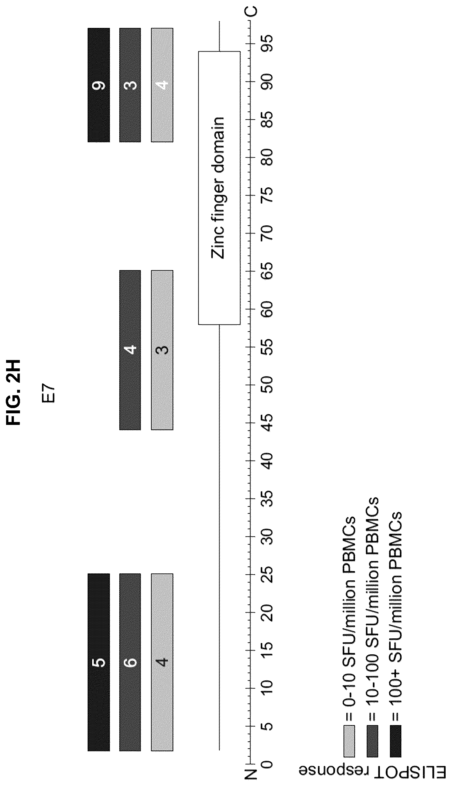 Patent US12551546 Figure 14 – Materials and methods relating to immunogenic epitopes from human papilloma virus