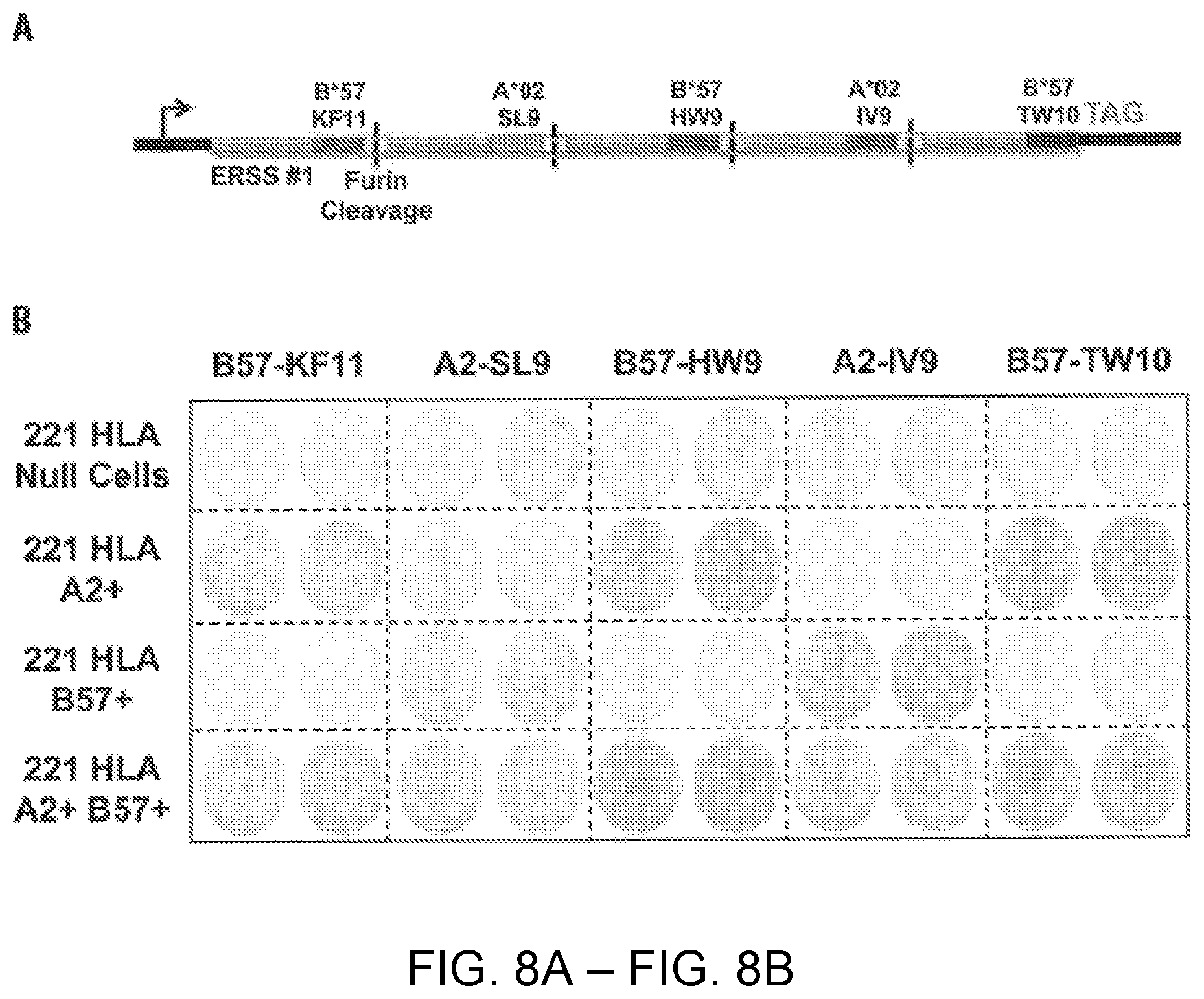 Patent US12551547 Figure 8 – Highly networked immunogen composition