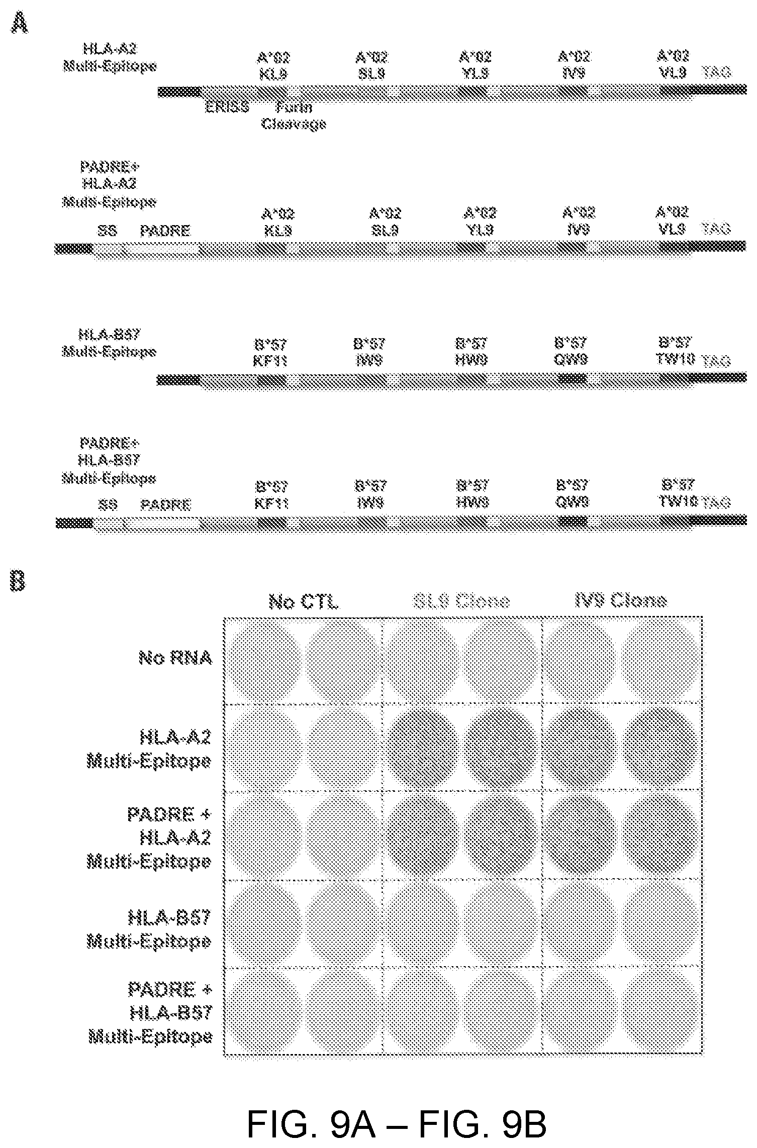 Patent US12551547 Figure 9 – Highly networked immunogen composition