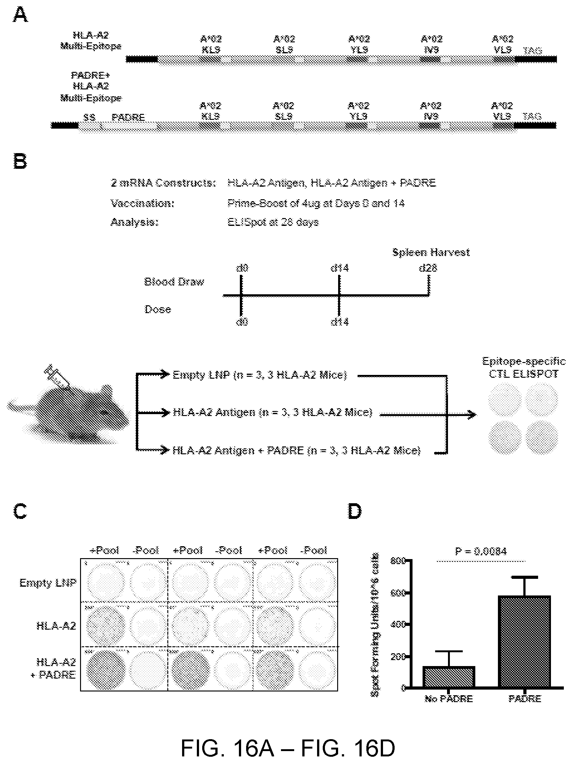 Patent US12551547 Figure 16 – Highly networked immunogen composition