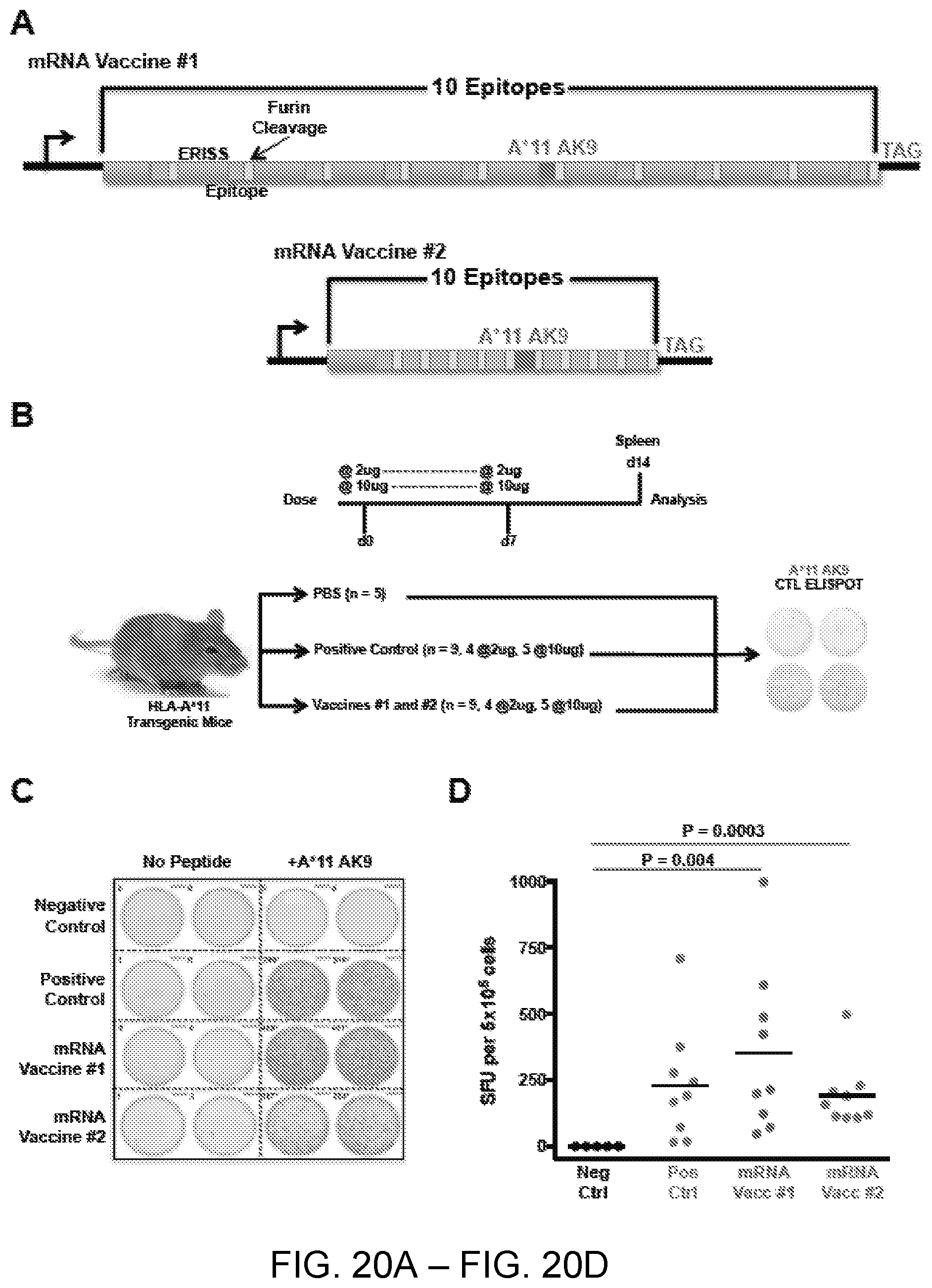 Patent US12551547 Figure 20 – Highly networked immunogen composition
