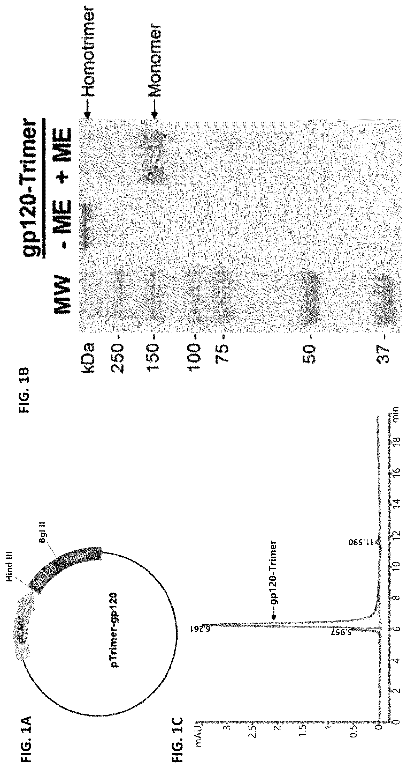 Patent US12551548 Figure 1 – HIV vaccine compositions, methods, and uses thereof