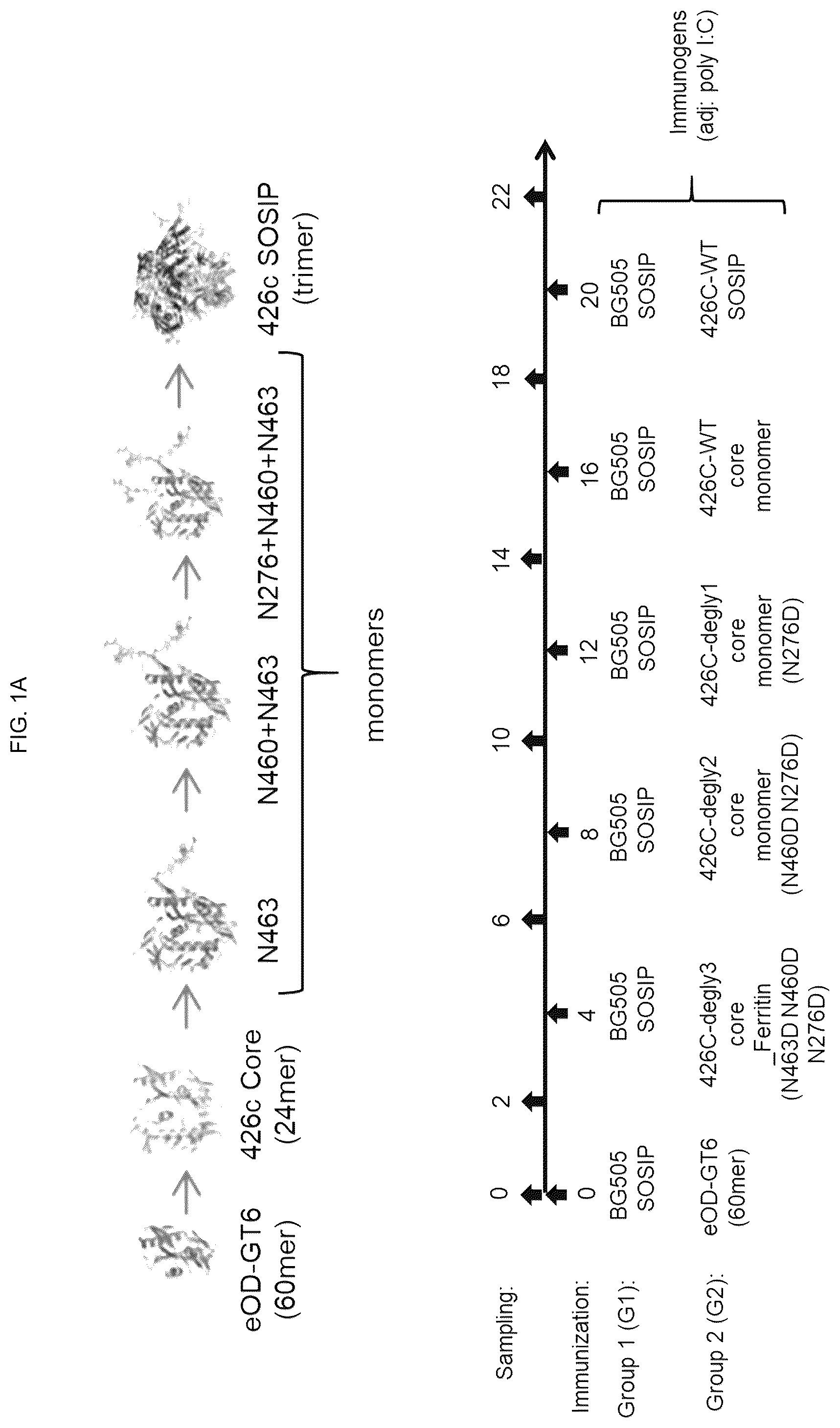 Patent US12551549 Figure 1 – Methods of eliciting antibodies that bind to full-length glycosylated HIV-1 ENV using multimerized ENV cores