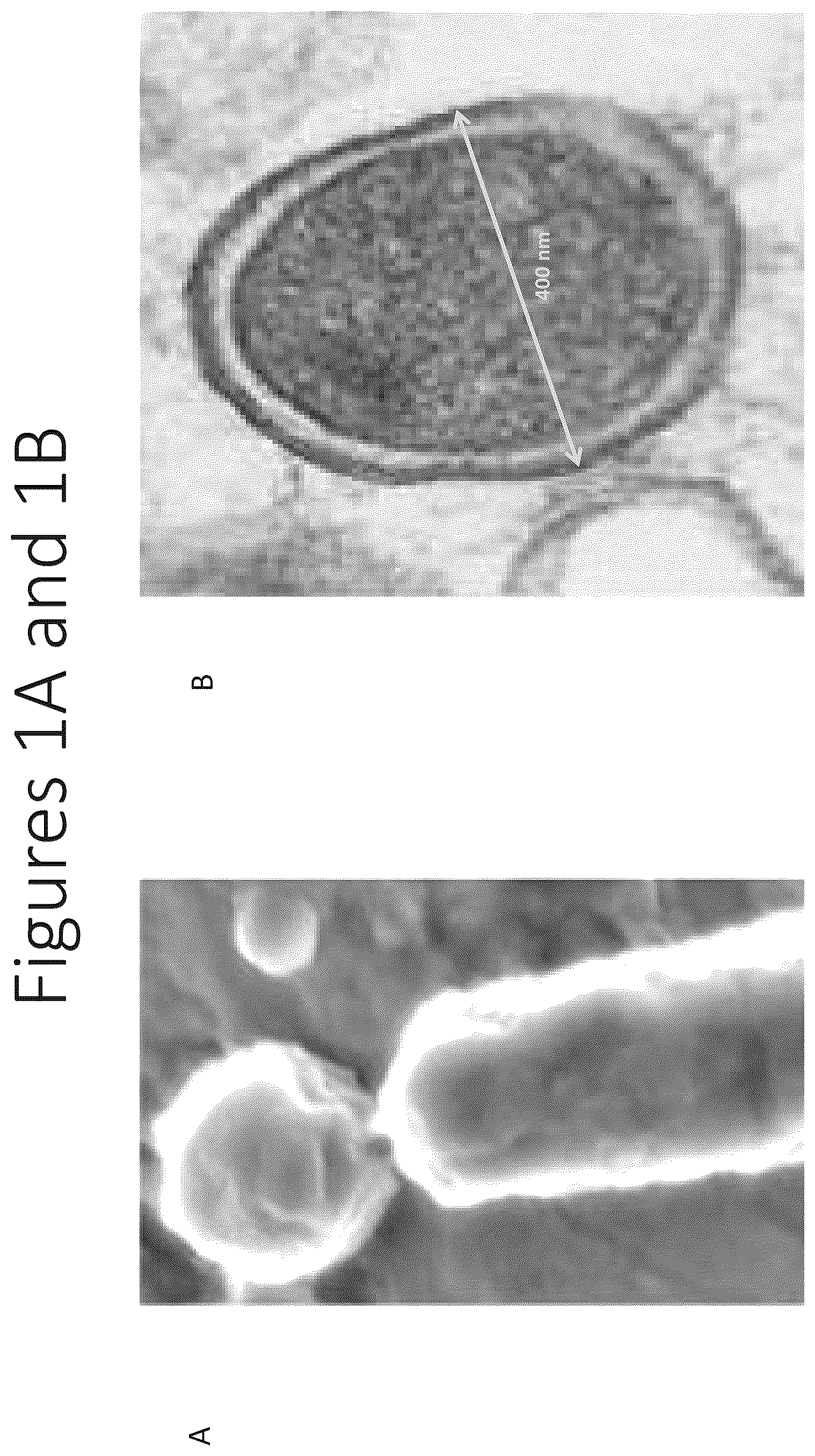 Patent US12551550 Figure 1 – Compositions and vaccines for treating and/or preventing coronavirus variant infections and methods of using the same