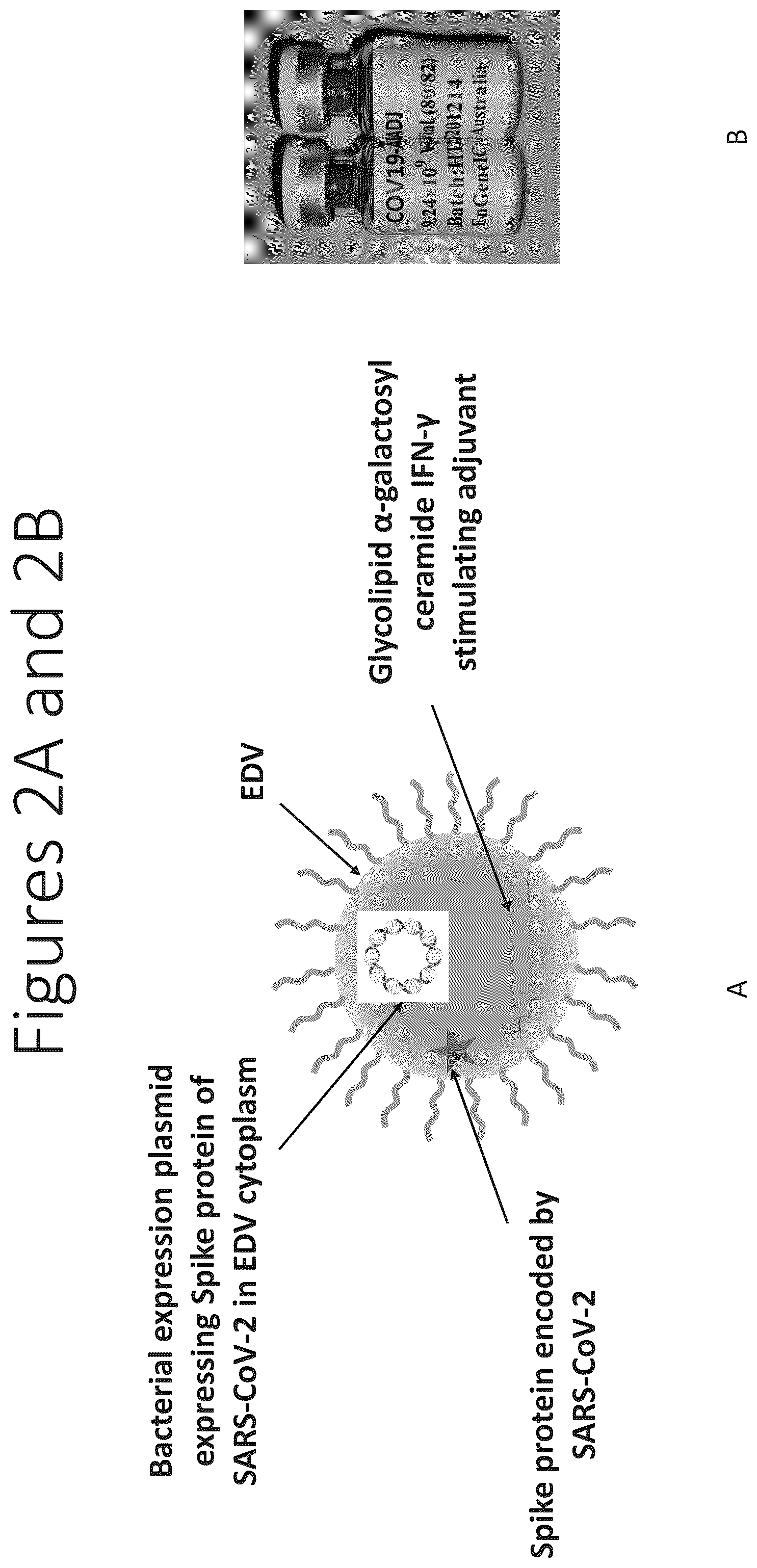 Patent US12551550 Figure 2 – Compositions and vaccines for treating and/or preventing coronavirus variant infections and methods of using the same