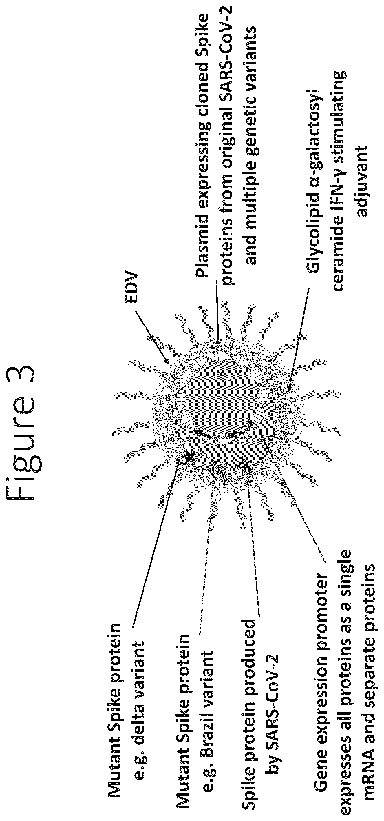Patent US12551550 Figure 3 – Compositions and vaccines for treating and/or preventing coronavirus variant infections and methods of using the same
