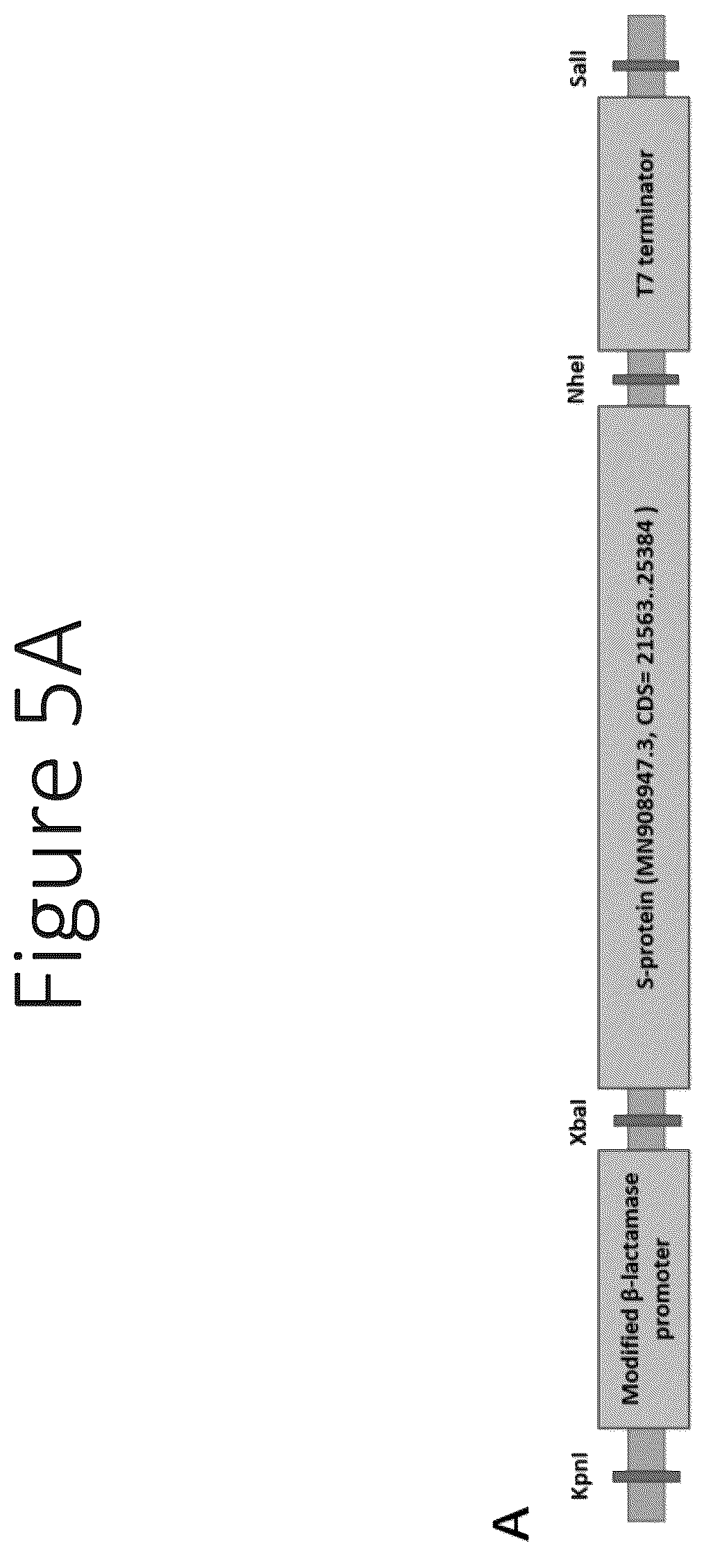 Patent US12551550 Figure 7 – Compositions and vaccines for treating and/or preventing coronavirus variant infections and methods of using the same