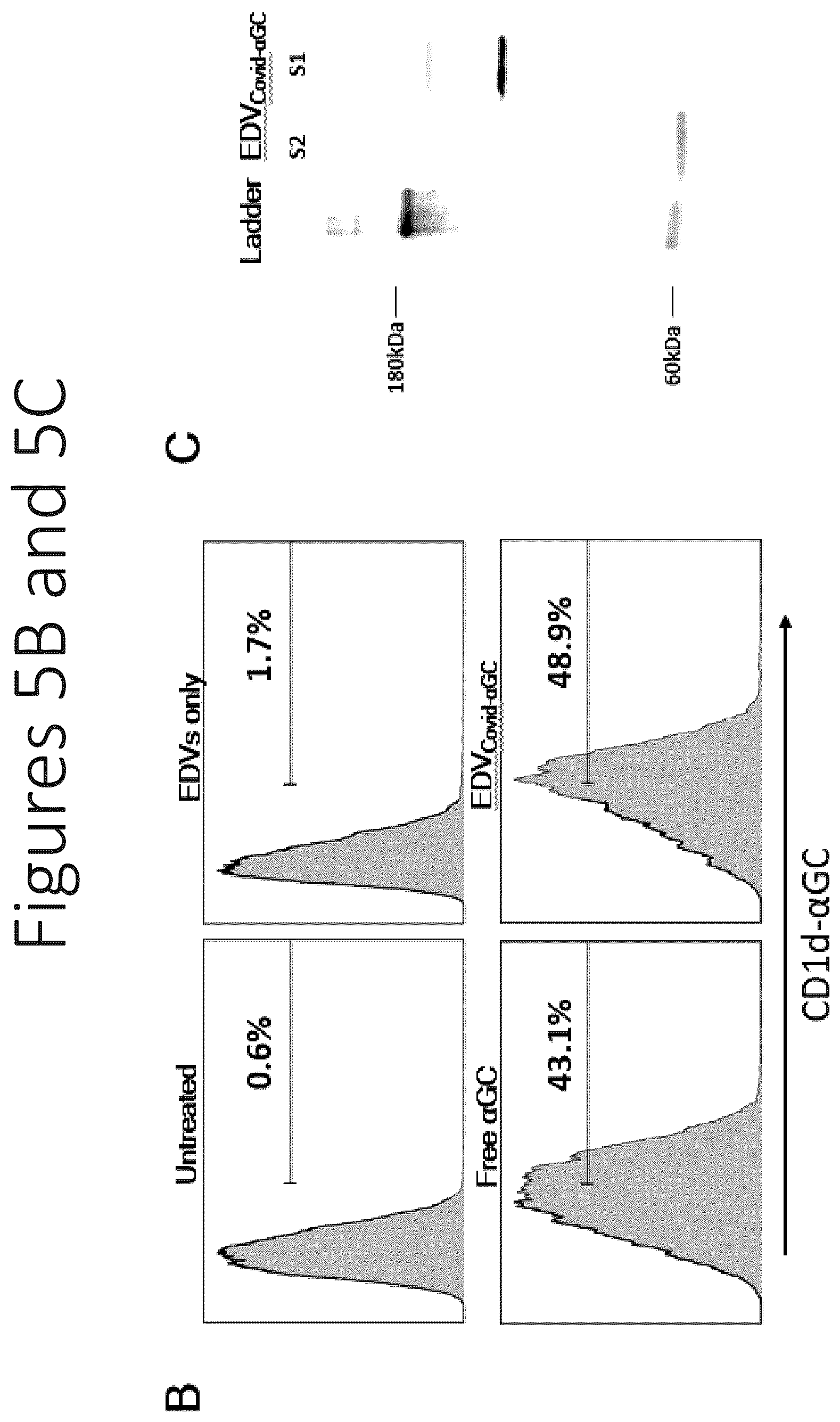 Patent US12551550 Figure 8 – Compositions and vaccines for treating and/or preventing coronavirus variant infections and methods of using the same