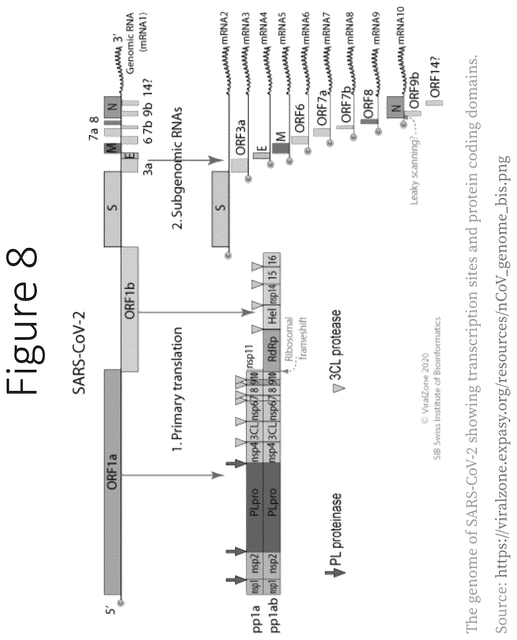 Patent US12551550 Figure 15 – Compositions and vaccines for treating and/or preventing coronavirus variant infections and methods of using the same