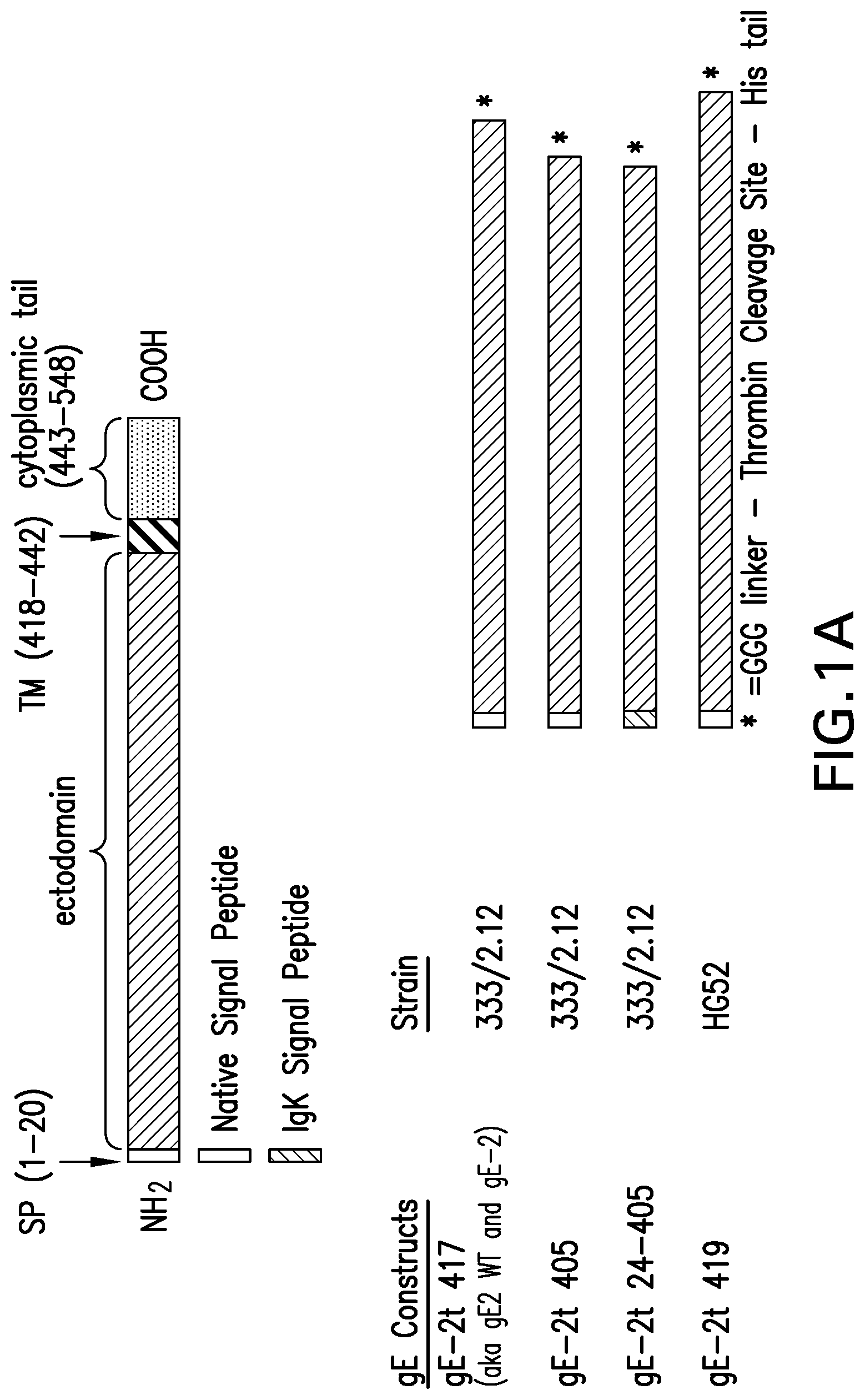 Patent US12551552 — Antigenic glycoprotein E polypeptides, compositions, and methods of use thereof — Figure 1