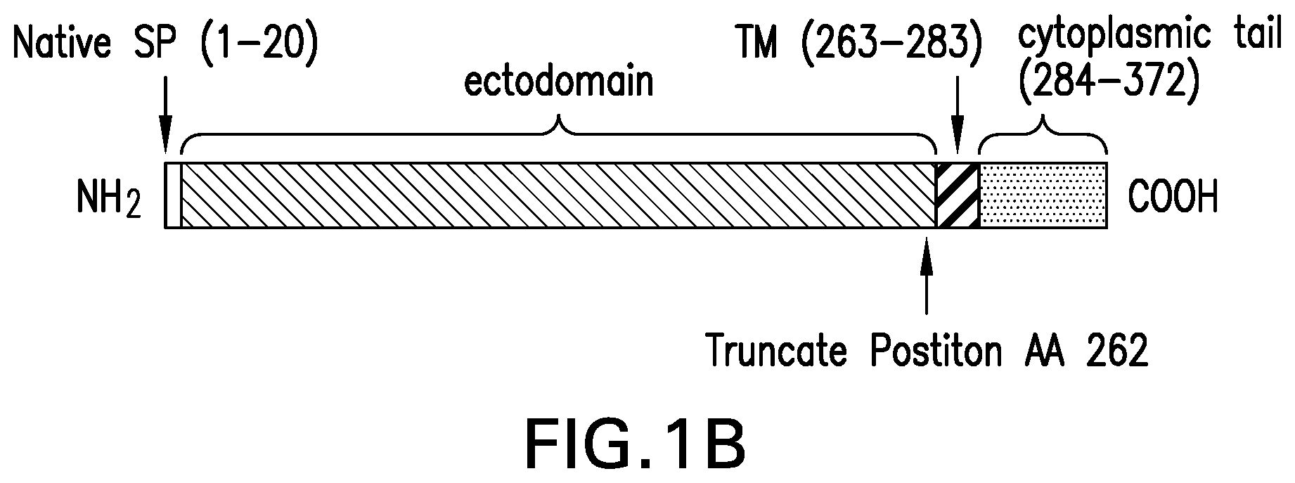 Patent US12551552 Figure 2 – Antigenic glycoprotein E polypeptides, compositions, and methods of use thereof