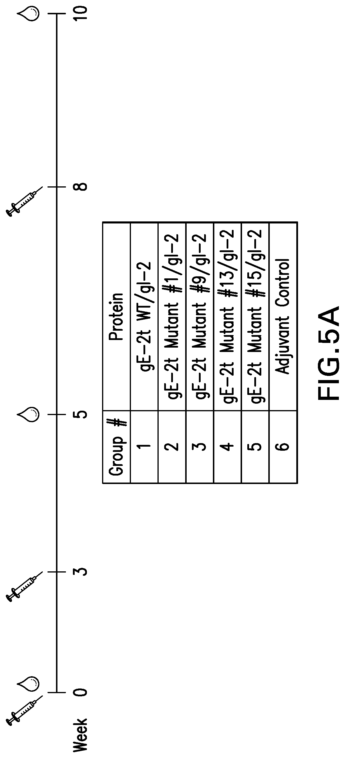 Patent US12551552 Figure 15 – Antigenic glycoprotein E polypeptides, compositions, and methods of use thereof