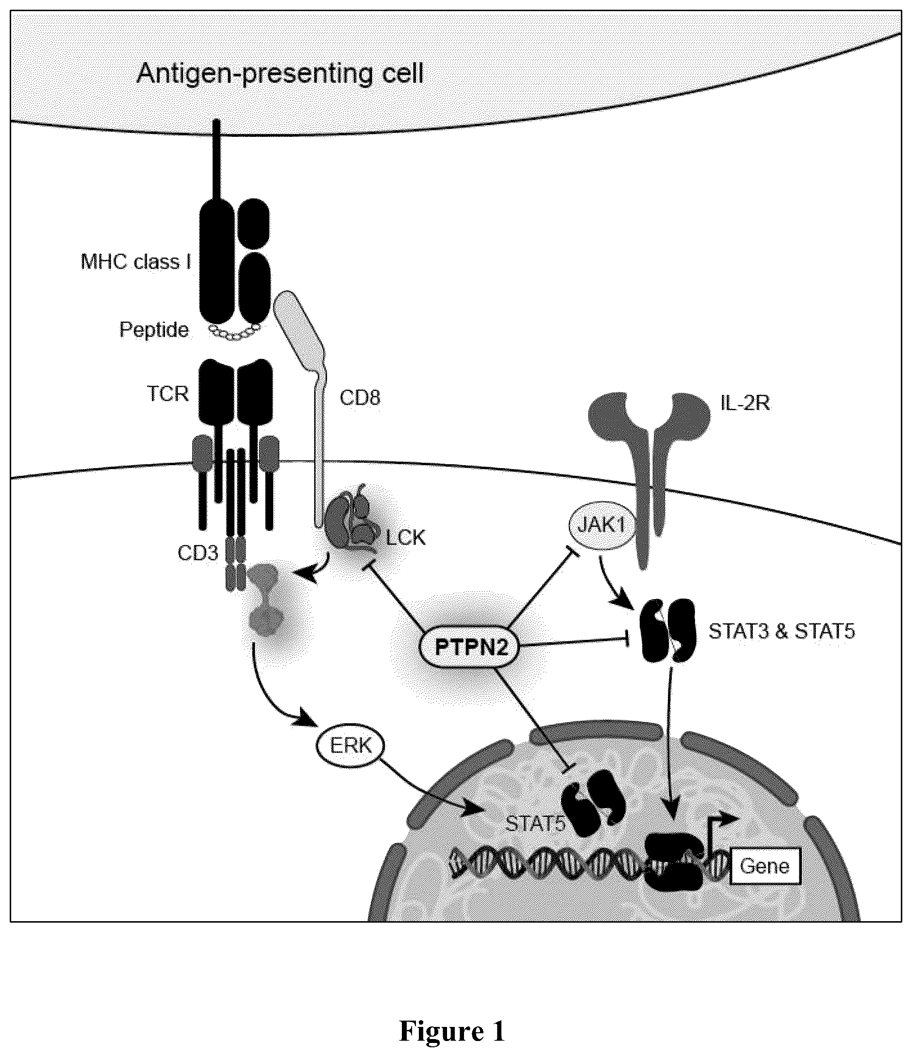 Patent US12551555 Figure 1 – Compositions and methods for potentiating immune activity