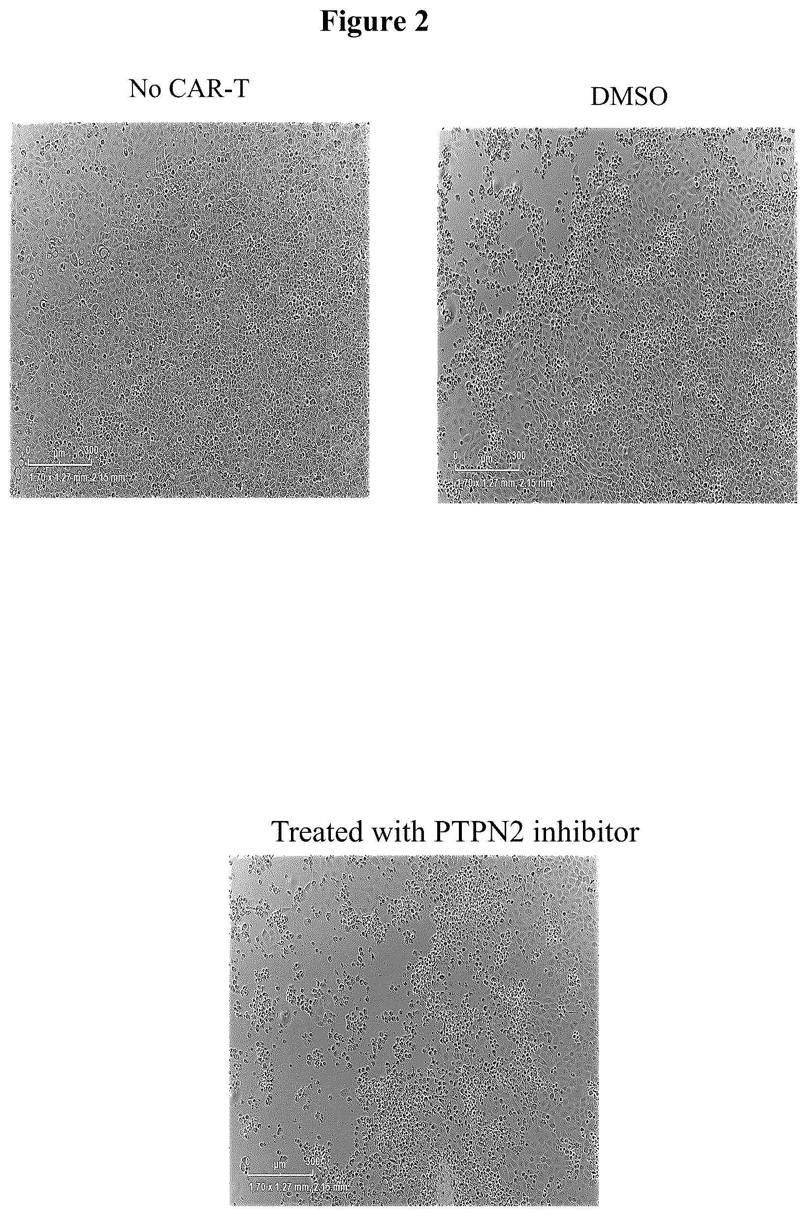 Patent US12551555 Figure 2 – Compositions and methods for potentiating immune activity