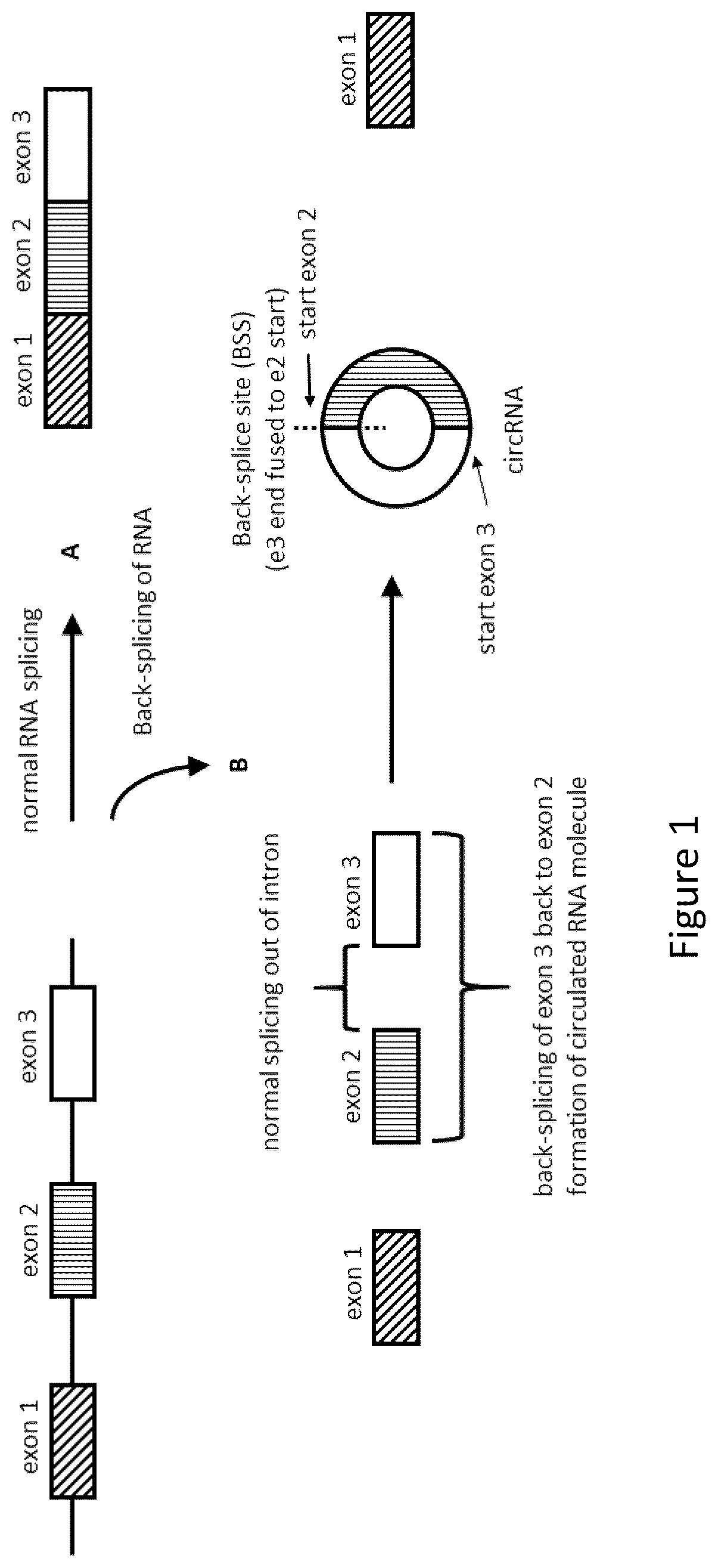 Patent US12551556 Figure 1 – Endogenous tumor-derived circular RNA and proteins thereof for use as vaccine