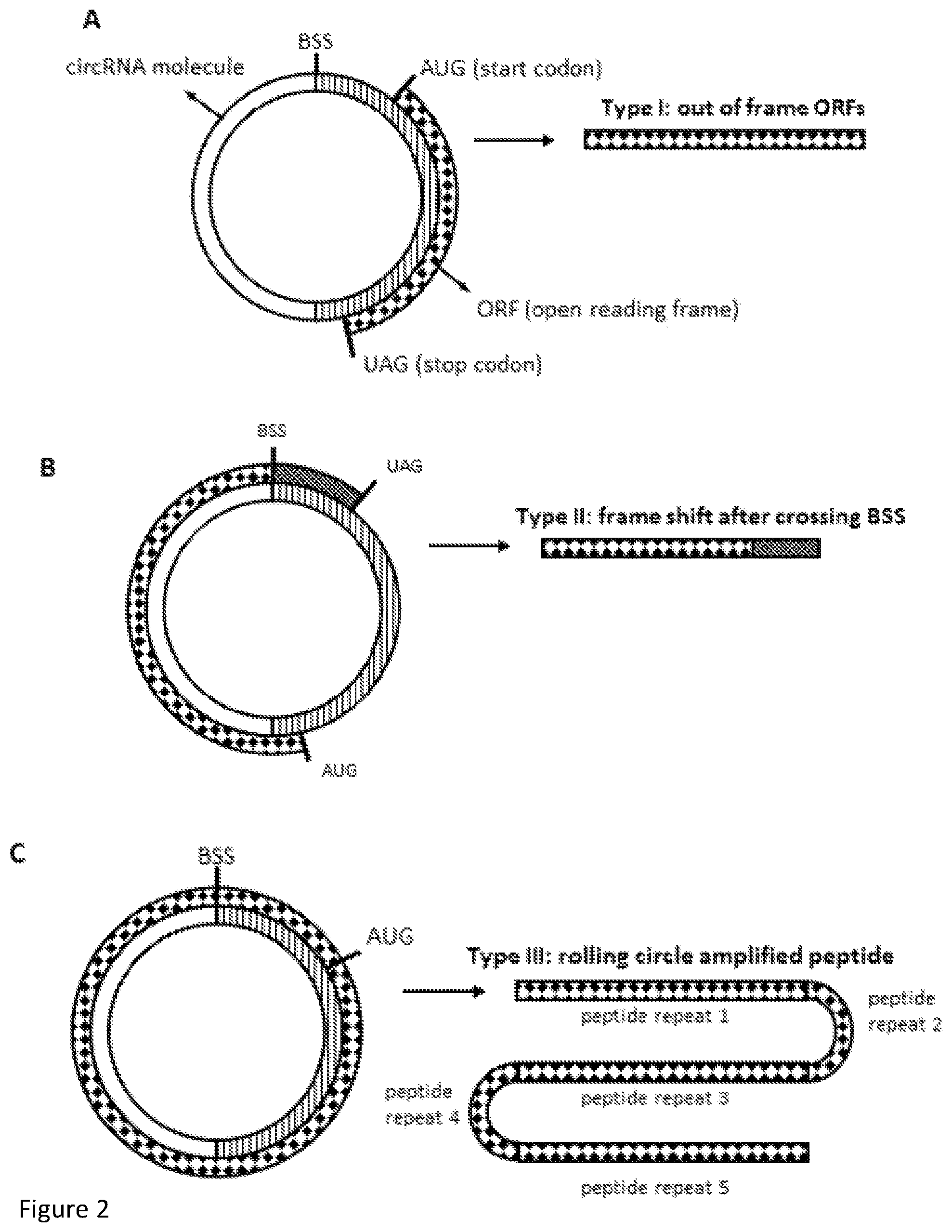 Patent US12551556 Figure 2 – Endogenous tumor-derived circular RNA and proteins thereof for use as vaccine