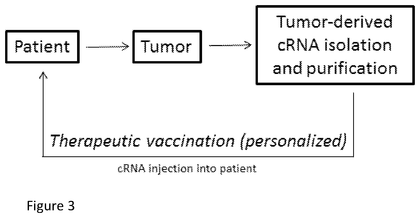 Patent US12551556 Figure 3 – Endogenous tumor-derived circular RNA and proteins thereof for use as vaccine